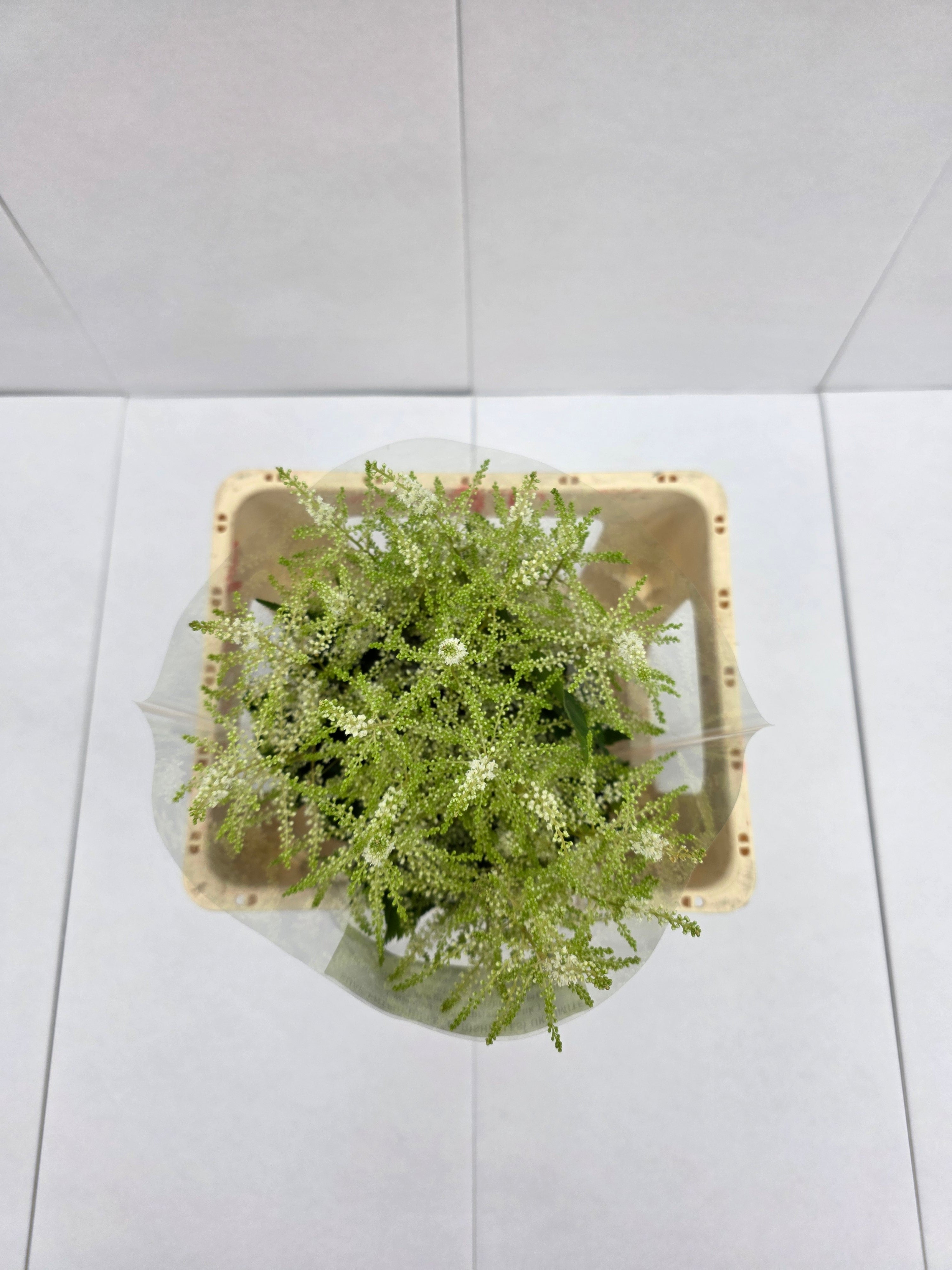 Farm Fresh Astilbe Washingthon(Bunch of 20 stems, length 50-60cm)