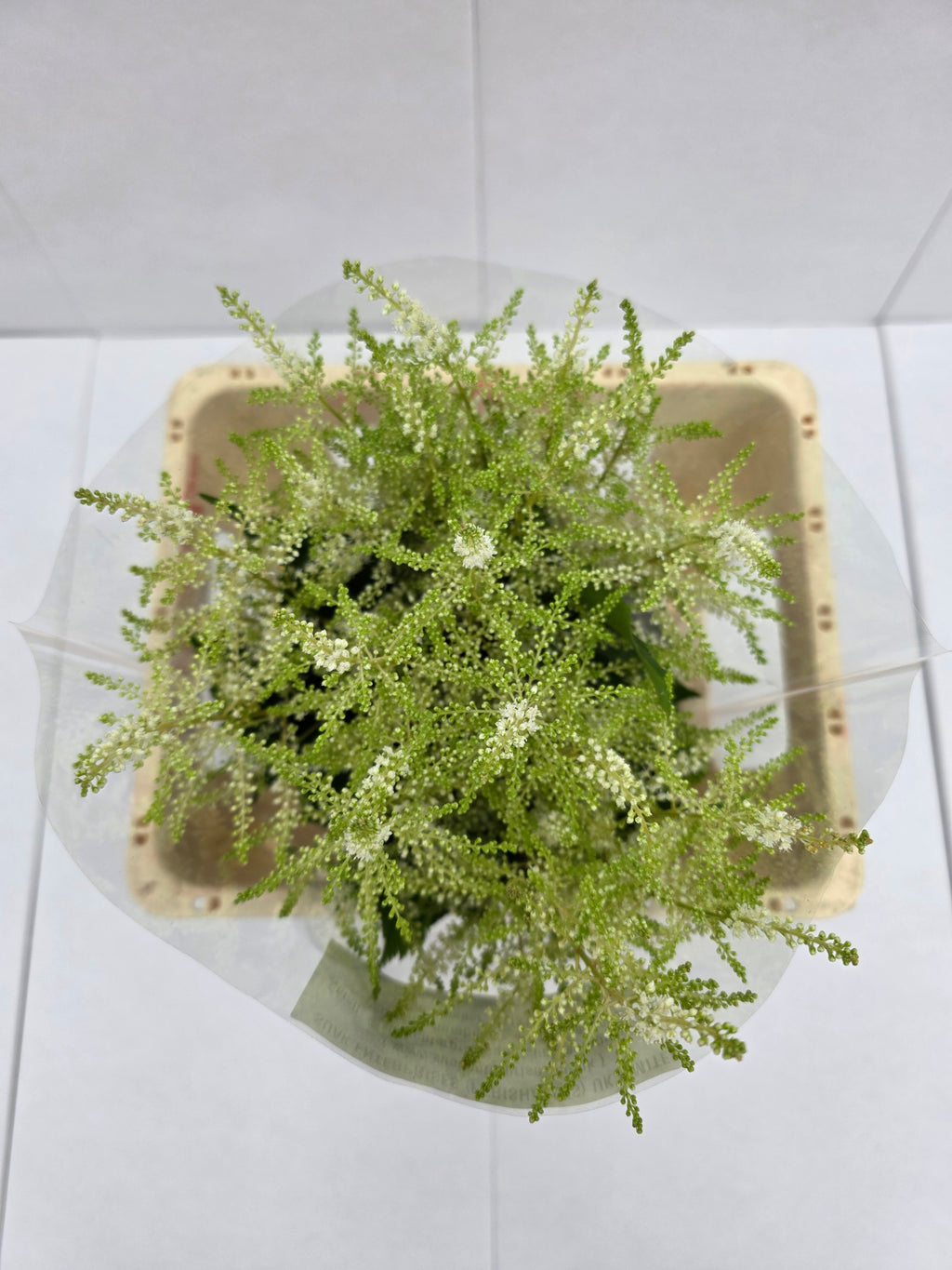 Farm Fresh Astilbe Washingthon(Bunch of 20 stems, length 50-60cm)