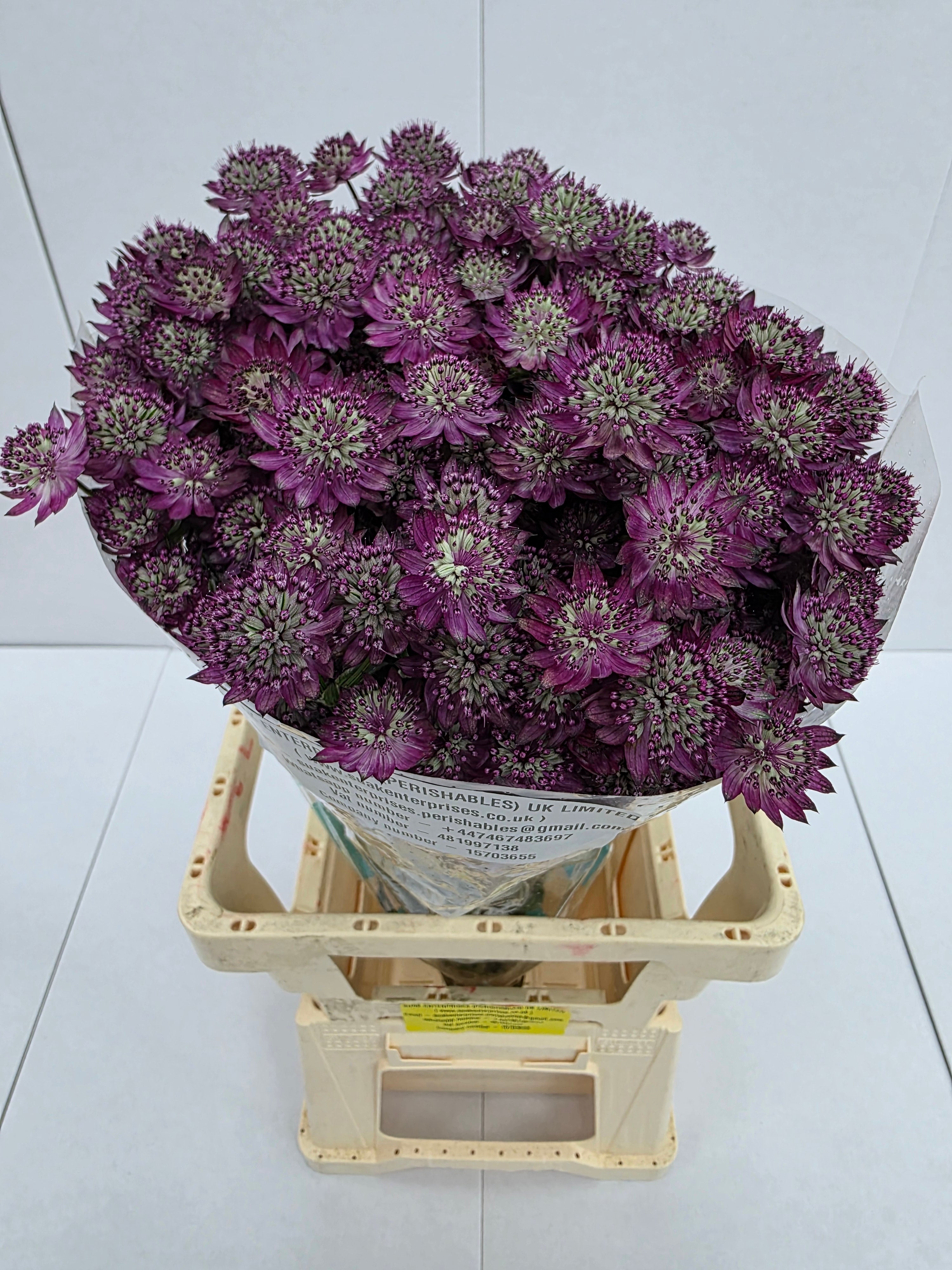 Farm Fresh Astrantia Star Of Desire (bunch of 25 stems, length 60cm)