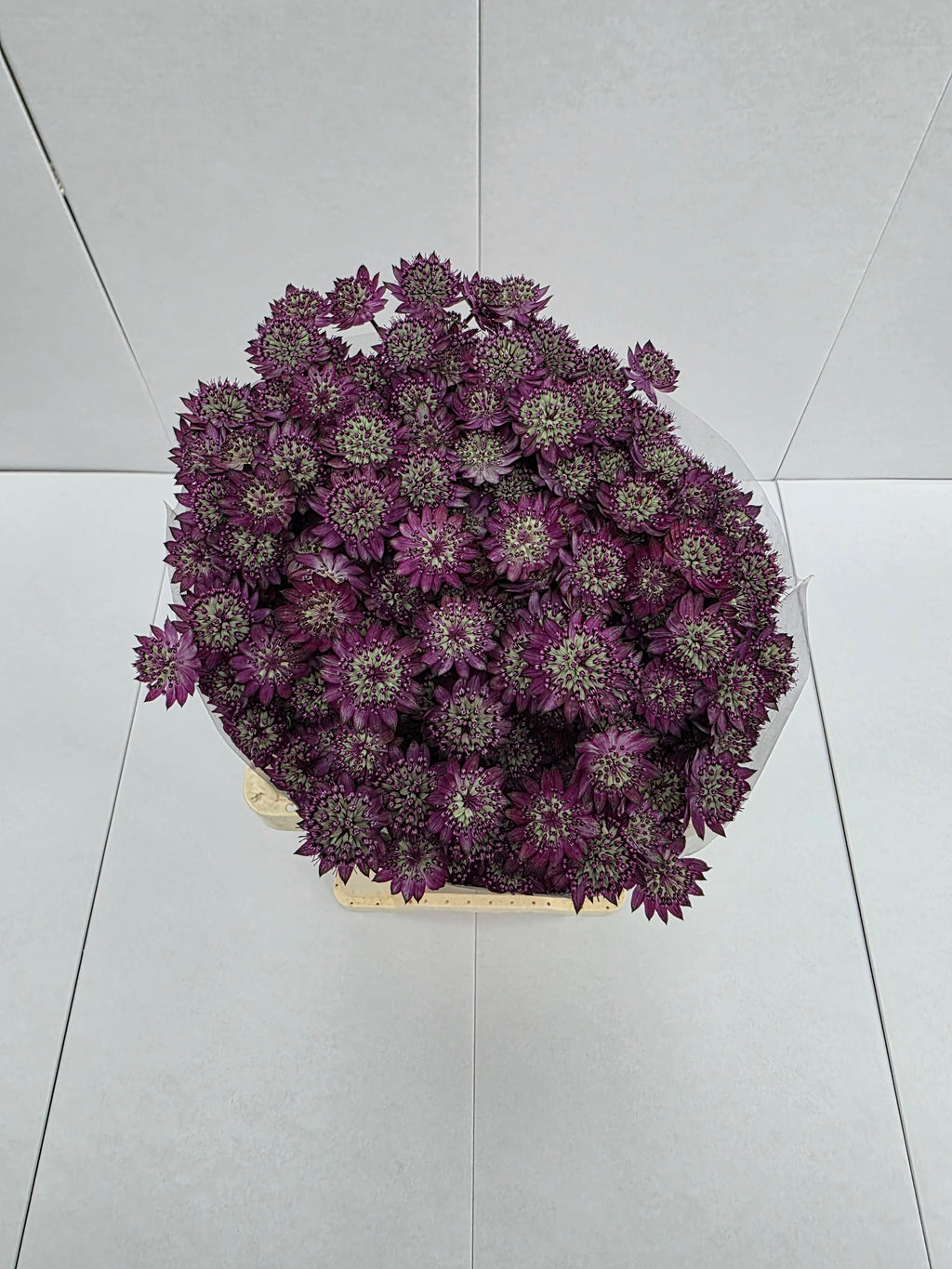 Farm Fresh Astrantia Star Of Desire (bunch of 25 stems, length 60cm)