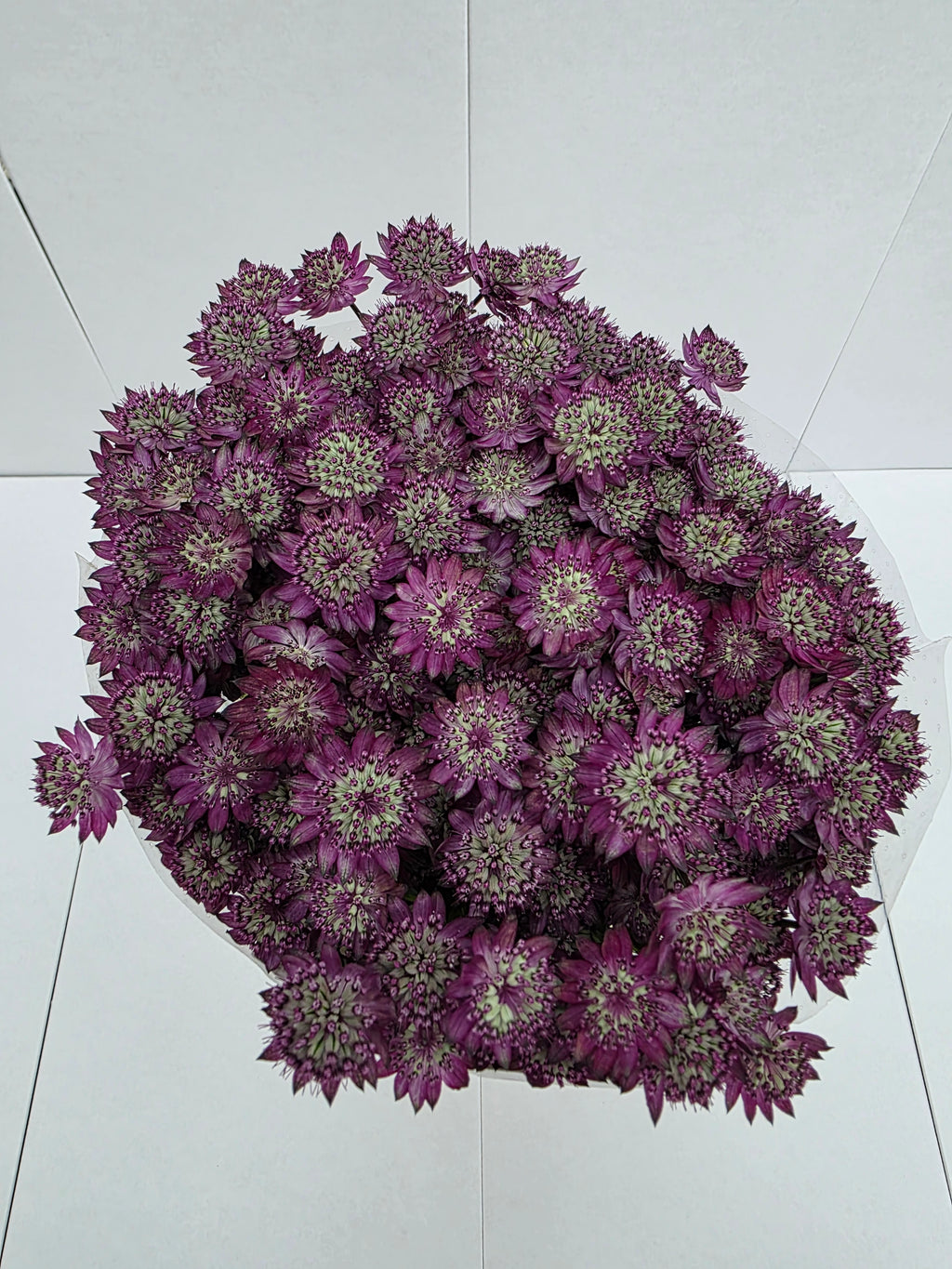 Farm Fresh Astrantia Star Of Desire (bunch of 25 stems, length 60cm)