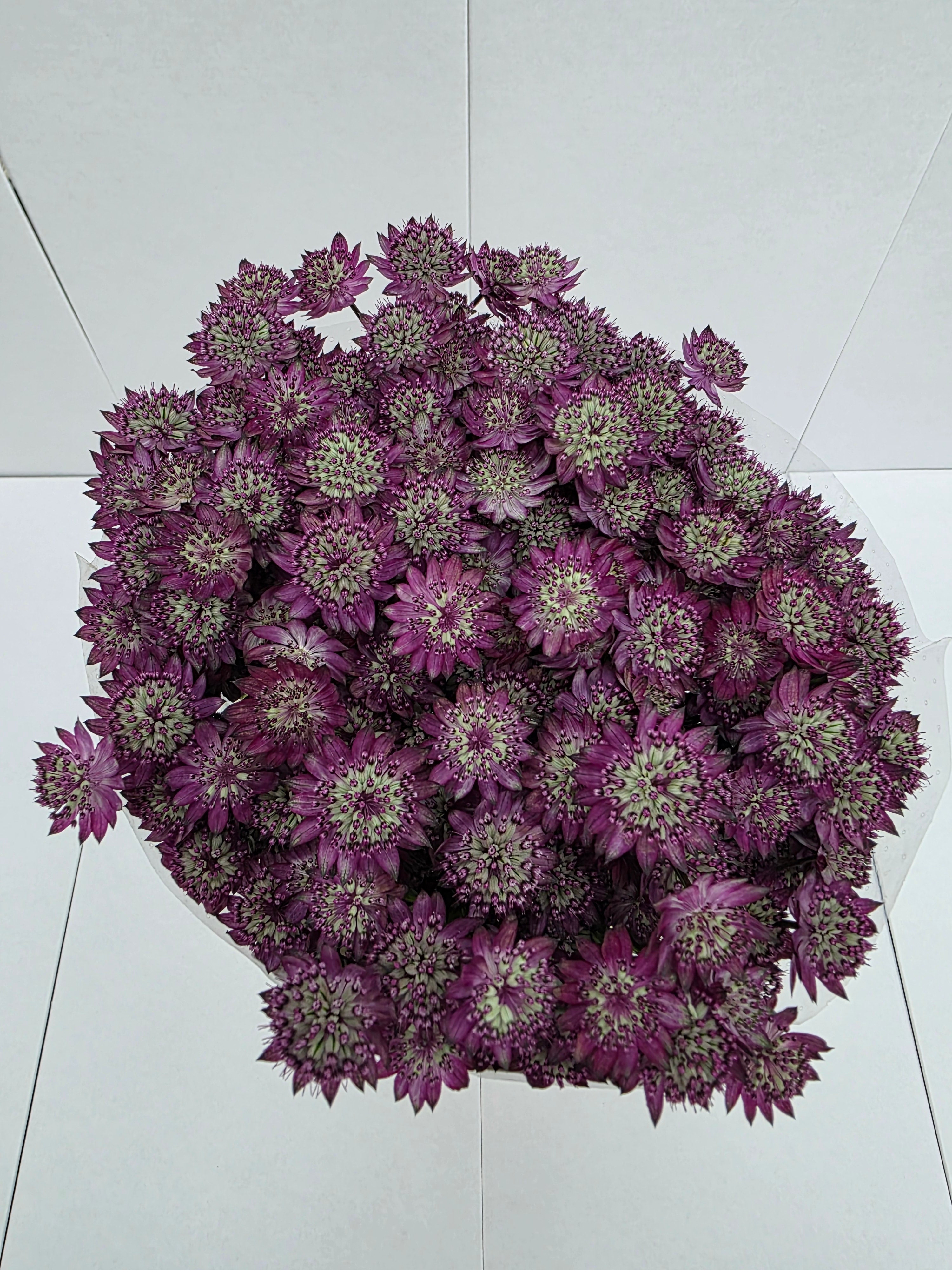 Farm Fresh Astrantia Star Of Desire (bunch of 25 stems, length 60cm)