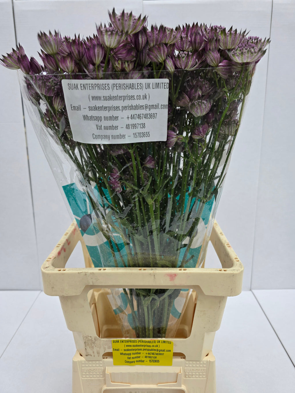 Farm Fresh Astrantia Star Of Africa (bunch of 25 stems, length 70cm)