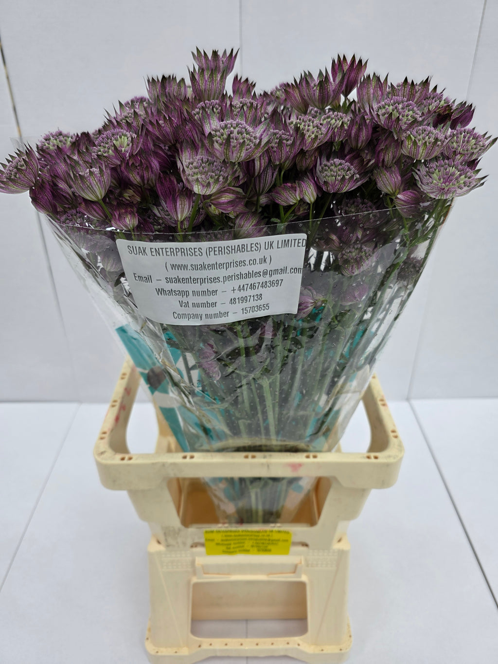 Farm Fresh Astrantia Star Of Africa (bunch of 25 stems, length 70cm)