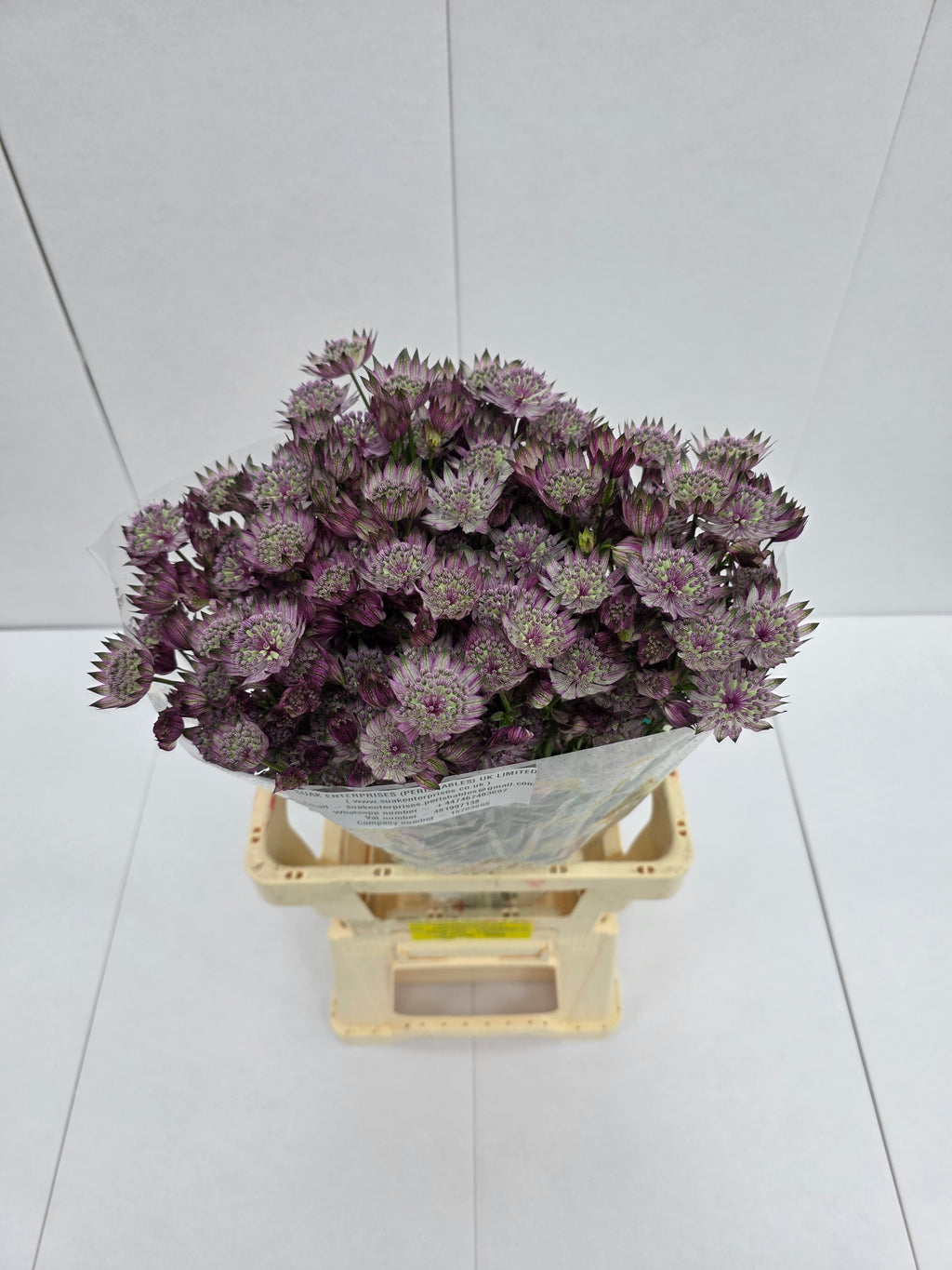 Farm Fresh Astrantia Star Of Africa (bunch of 25 stems, length 70cm)
