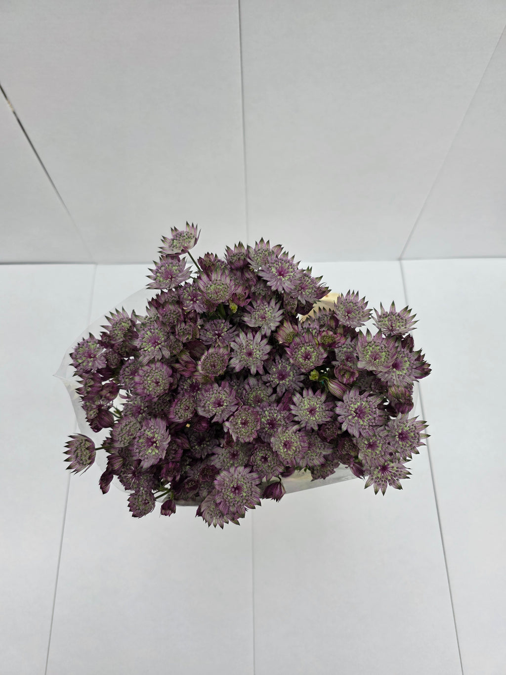 Farm Fresh Astrantia Star Of Africa (bunch of 25 stems, length 70cm)