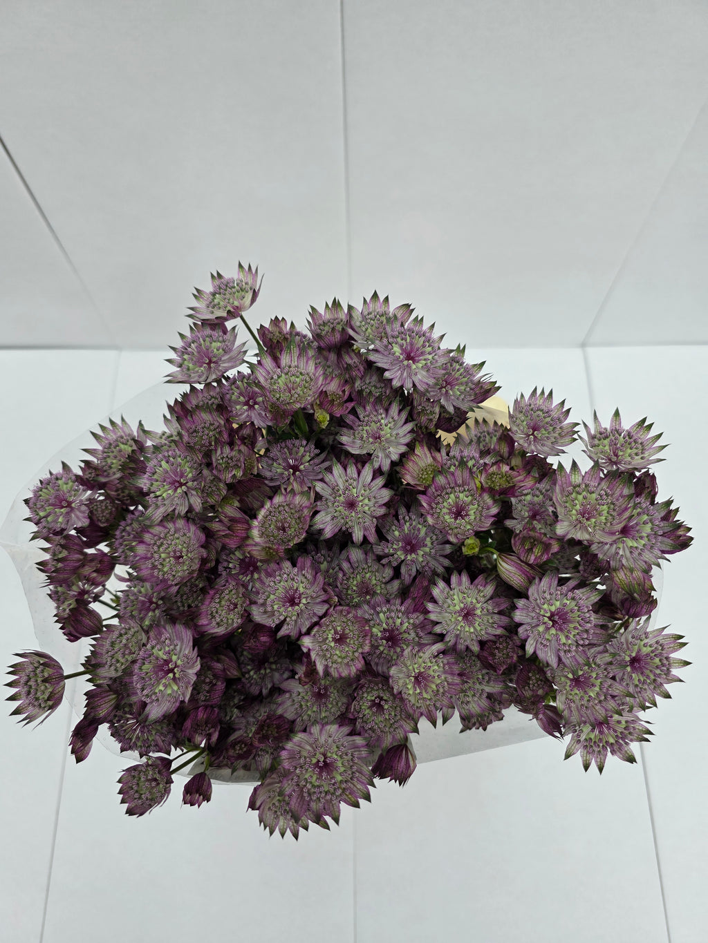 Farm Fresh Astrantia Star Of Africa (bunch of 25 stems, length 70cm)