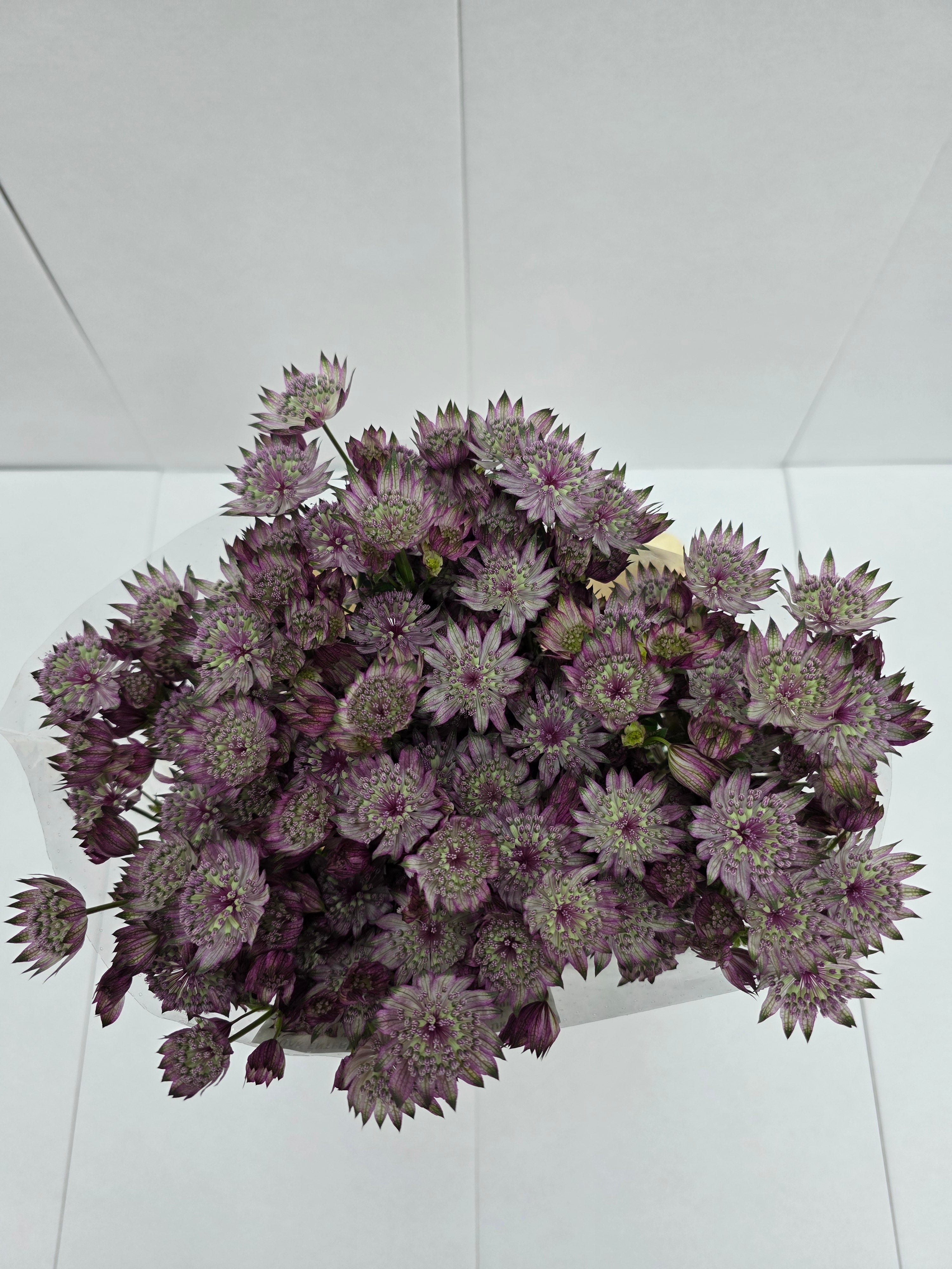 Farm Fresh Astrantia Star Of Africa (bunch of 25 stems, length 70cm)
