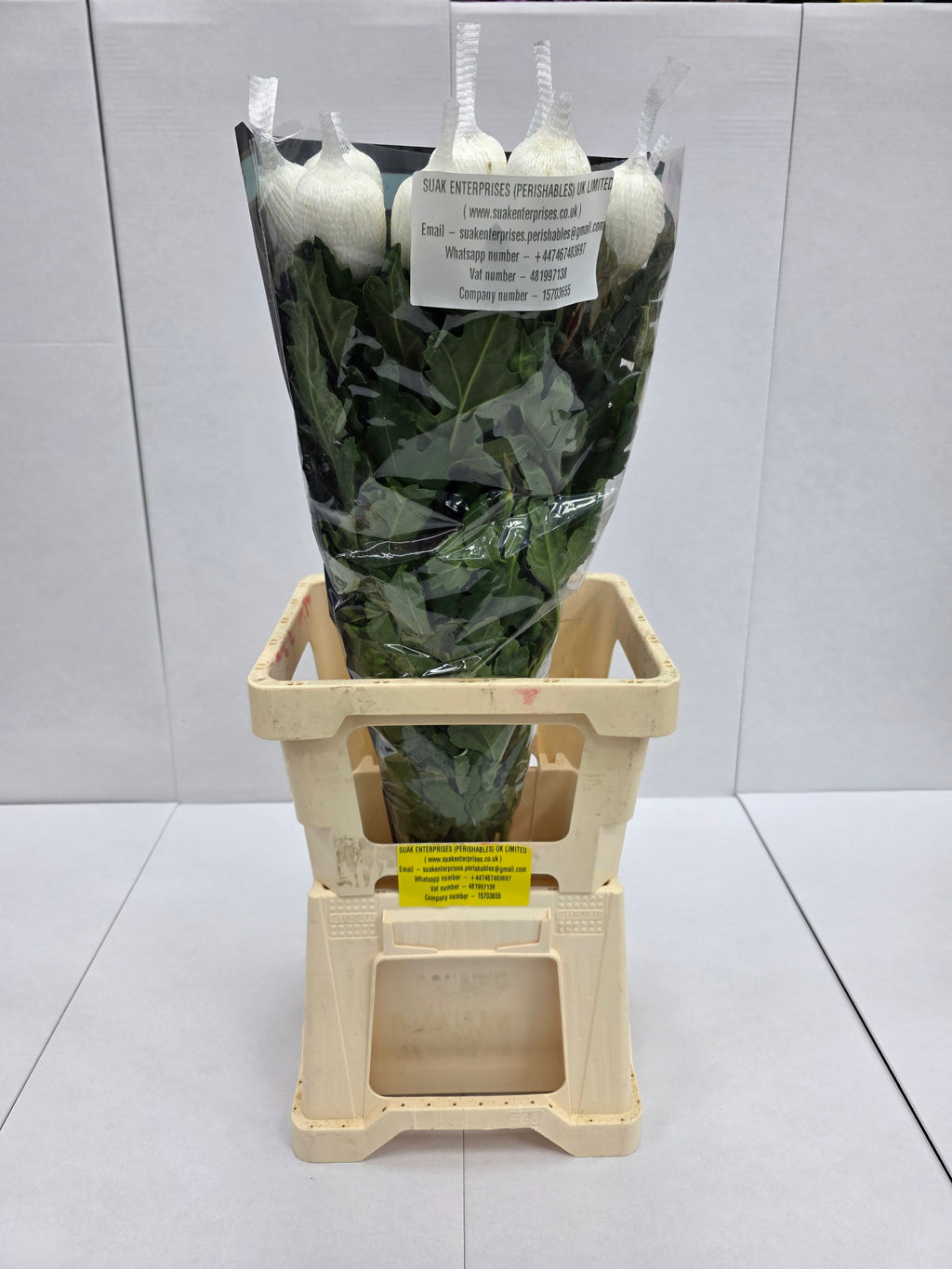 Farm Fresh Chrysanthemum G Antonov(Bunch of 10 stems, Length 70cm)