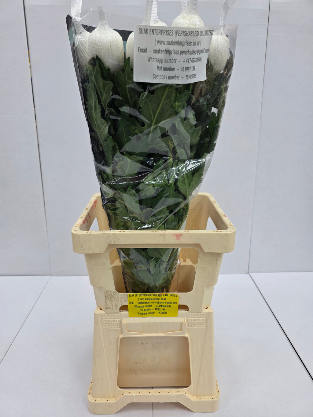 Farm Fresh Chrysanthemum G Antonov(Bunch of 10 stems, Length 70cm)