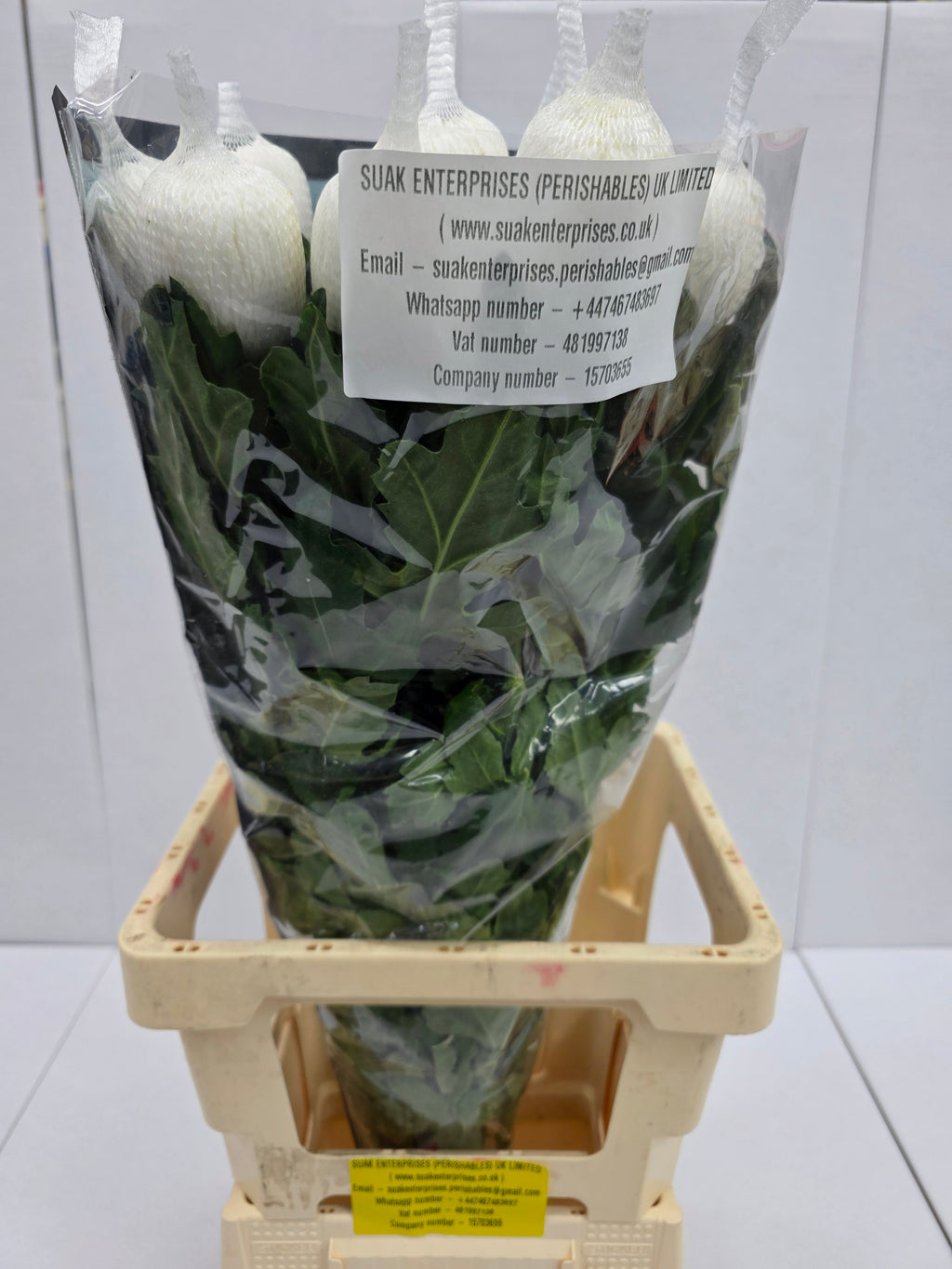Farm Fresh Chrysanthemum G Antonov(Bunch of 10 stems, Length 70cm)