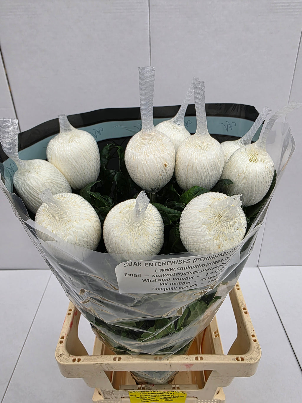 Farm Fresh Chrysanthemum G Antonov(Bunch of 10 stems, Length 70cm)