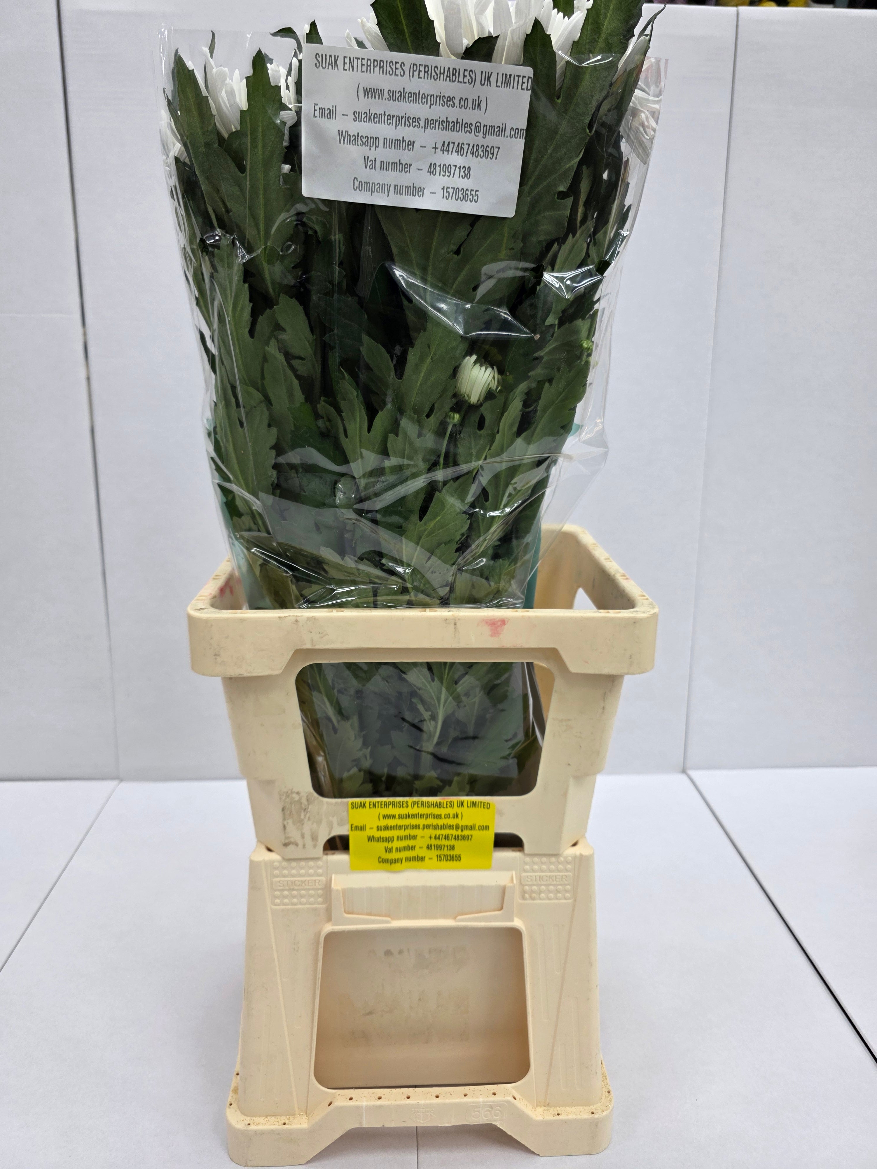 Farm Fresh Chrysanthemum G Topspin (Bunch of 10 stems , Length 70cm)