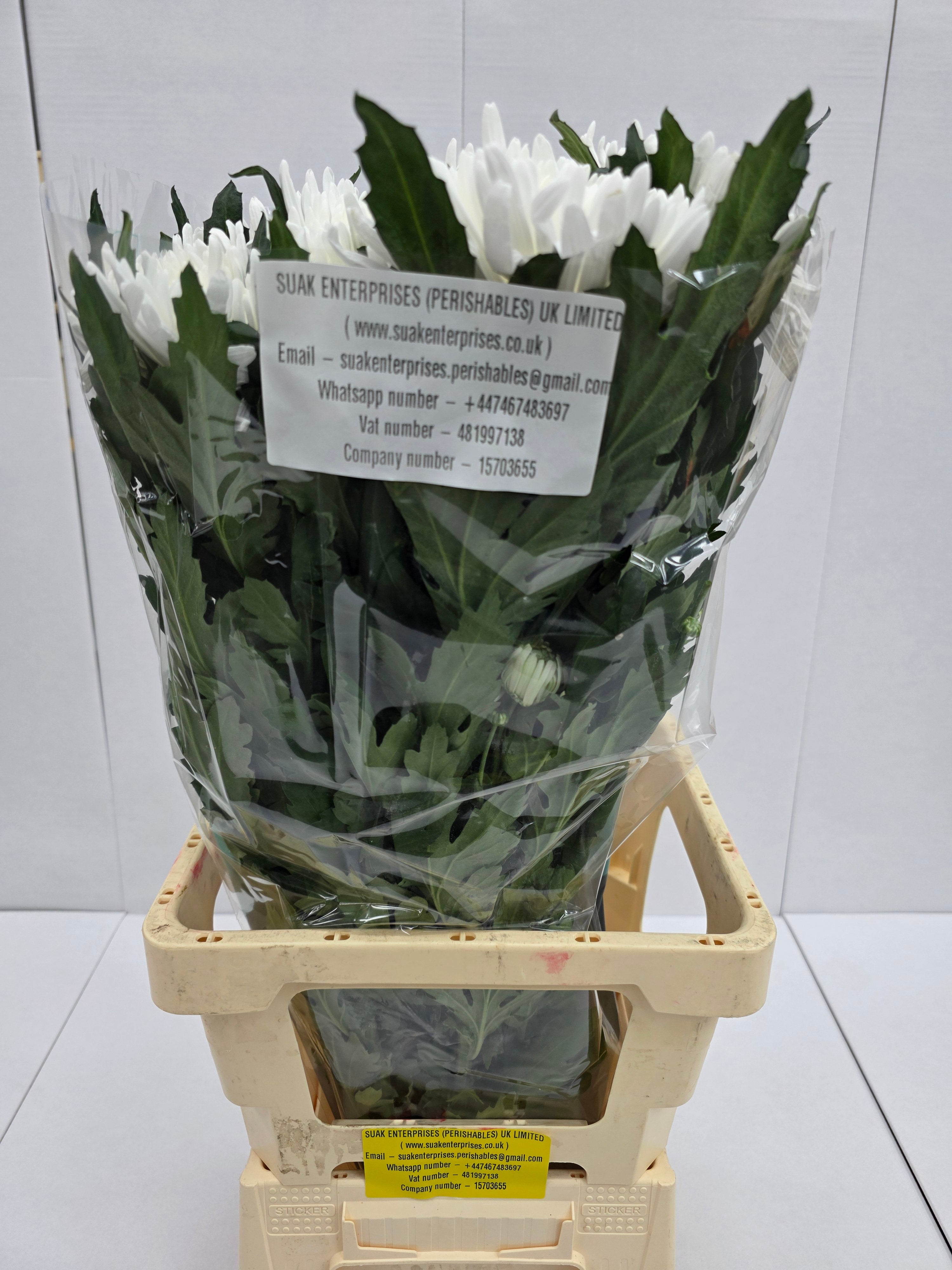 Farm Fresh Chrysanthemum G Topspin (Bunch of 10 stems , Length 70cm)