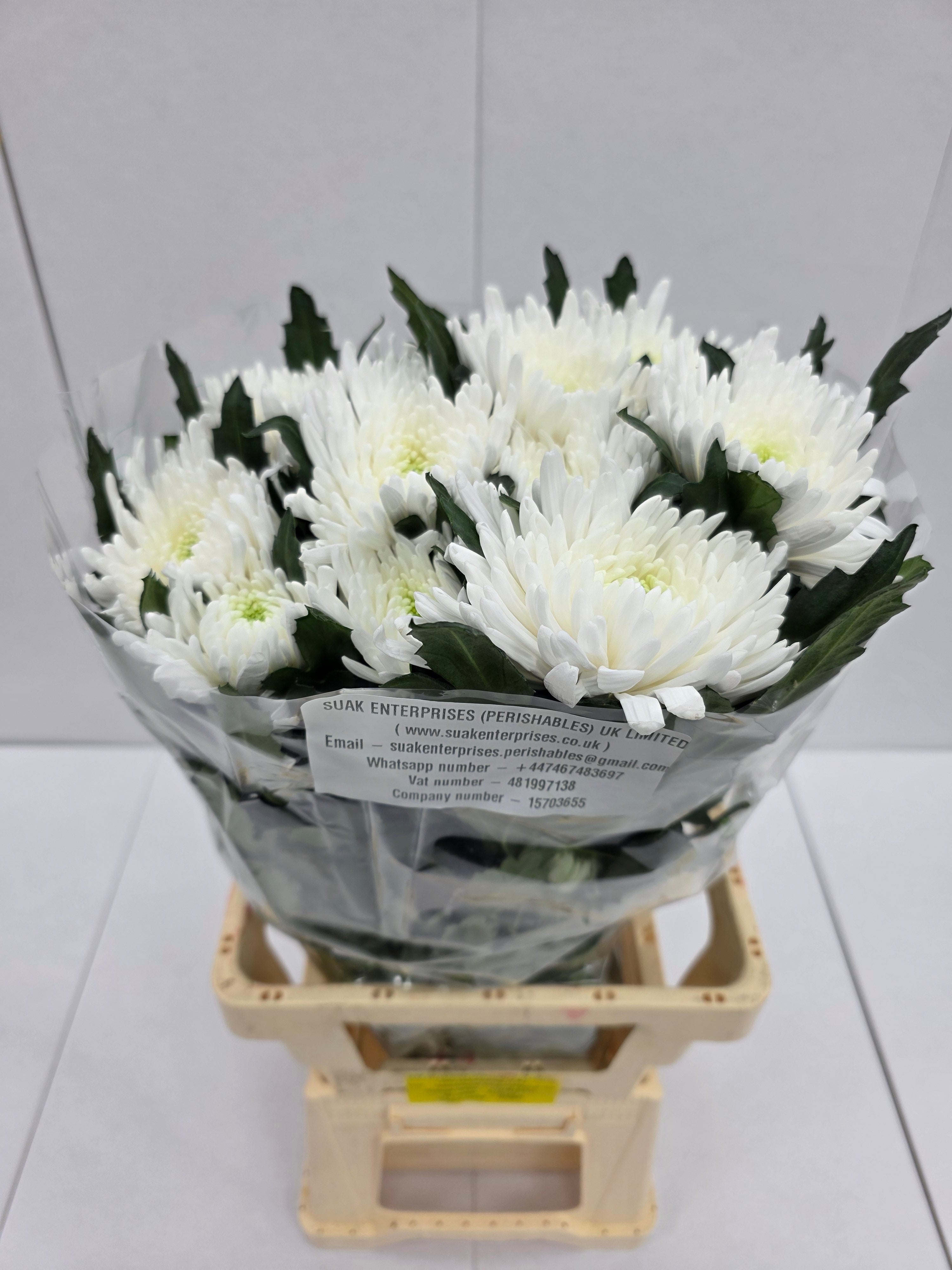 Farm Fresh Chrysanthemum G Topspin (Bunch of 10 stems , Length 70cm)
