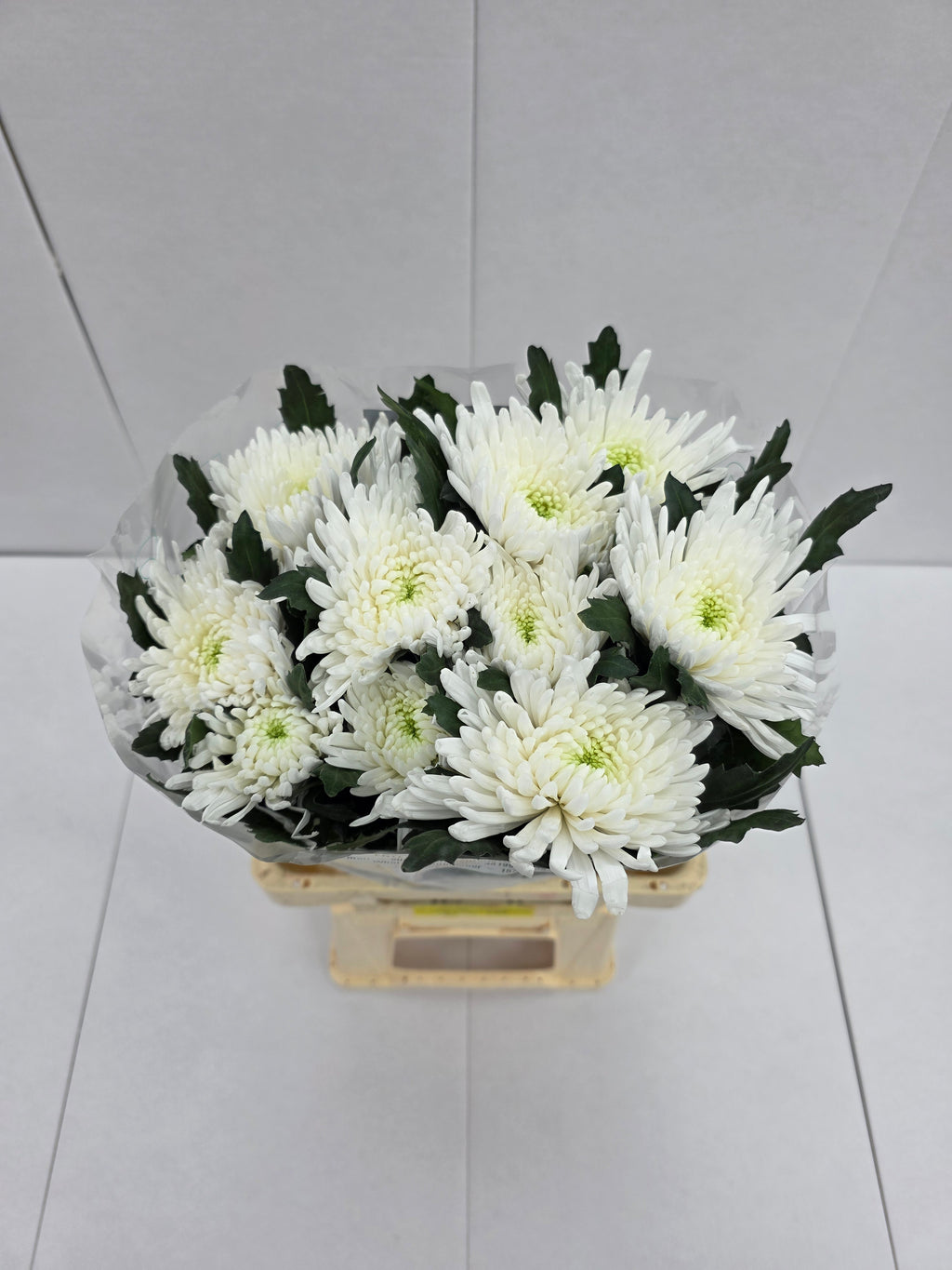 Farm Fresh Chrysanthemum G Topspin (Bunch of 10 stems , Length 70cm)