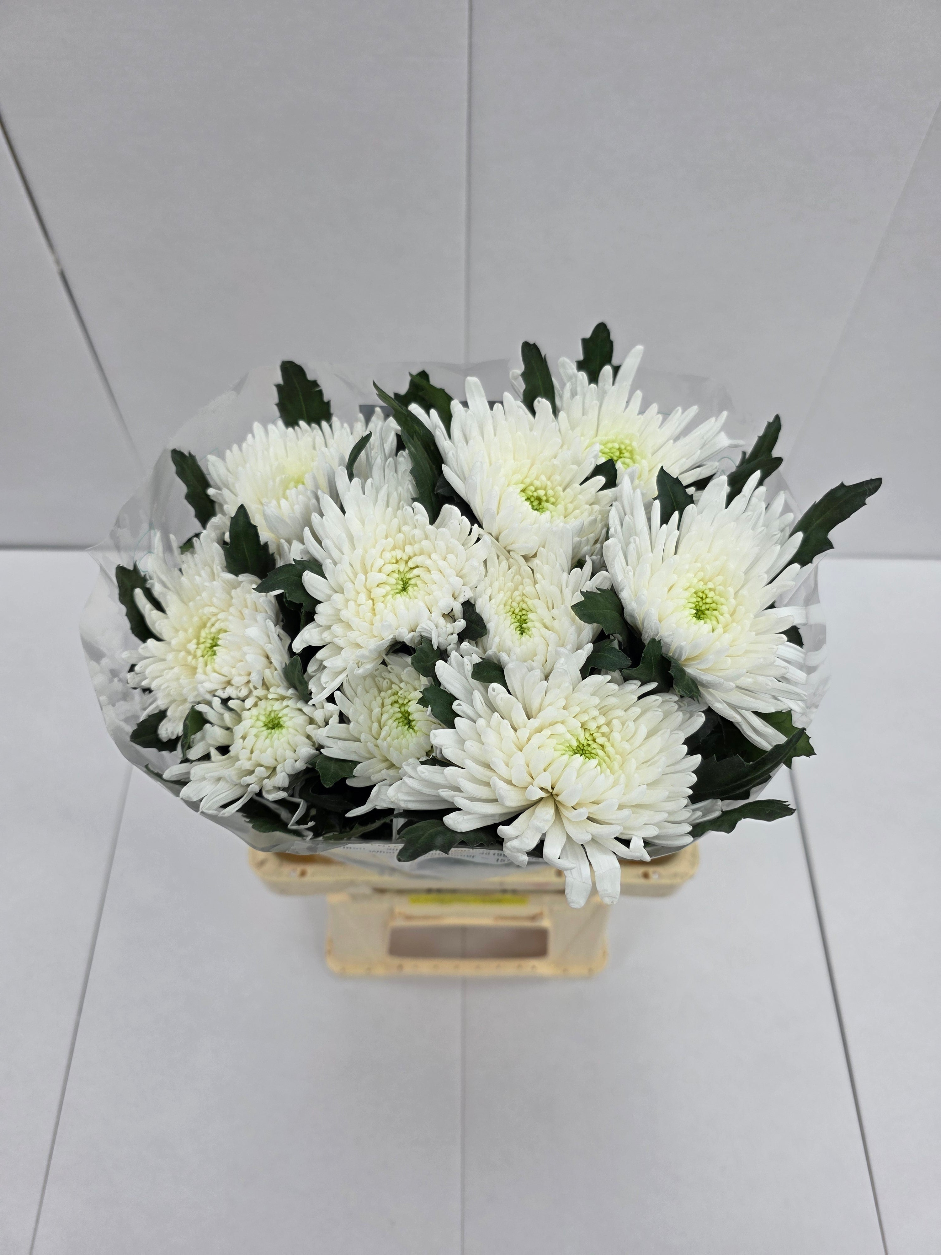Farm Fresh Chrysanthemum G Topspin (Bunch of 10 stems , Length 70cm)