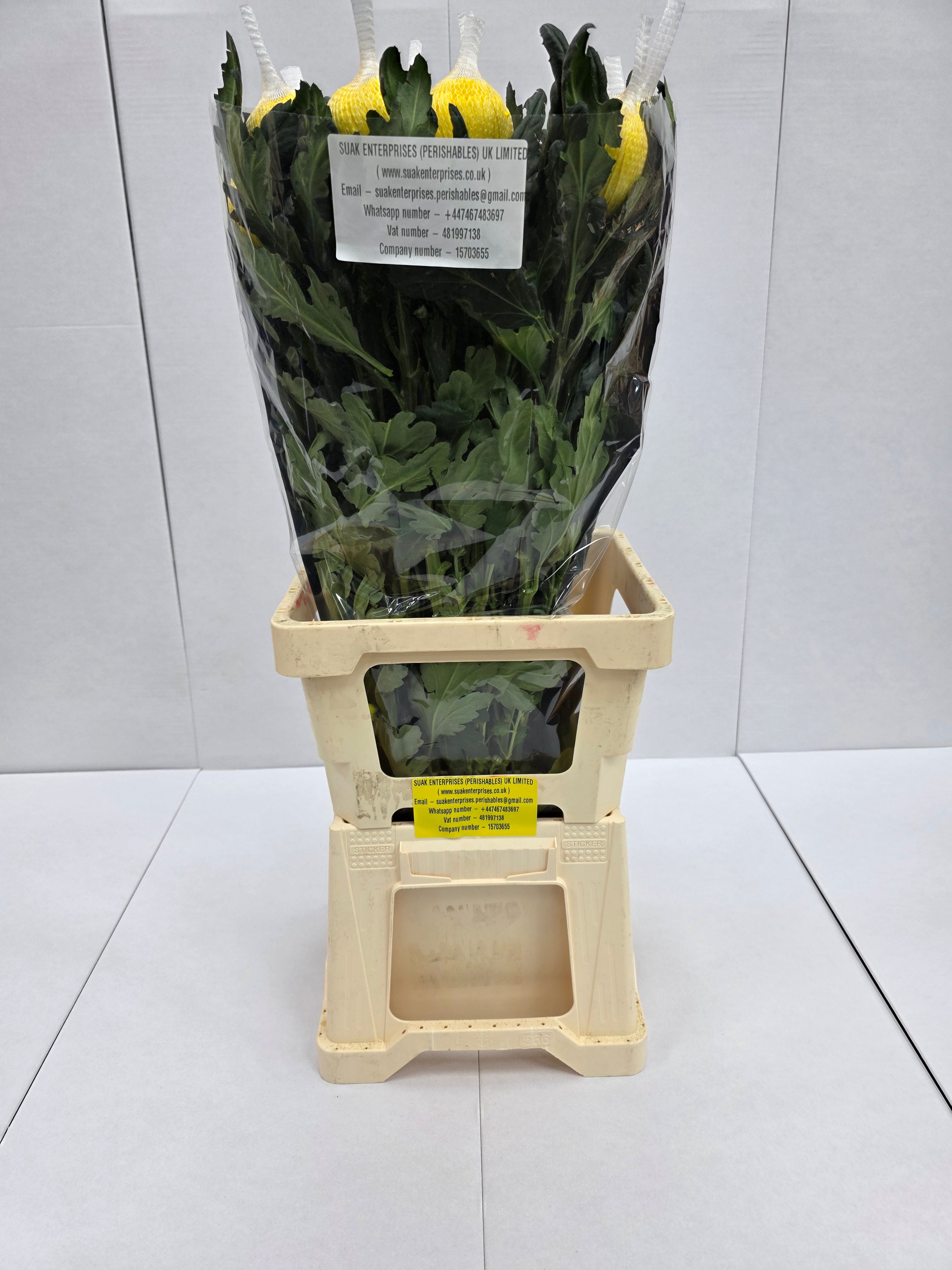 Farm Fresh Chrysanthemum G Pjotr(Bunch of 10 stems, Length 70cm)