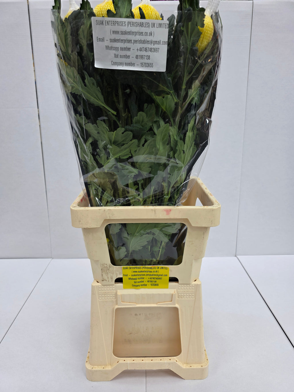 Farm Fresh Chrysanthemum G Pjotr(Bunch of 10 stems, Length 70cm)