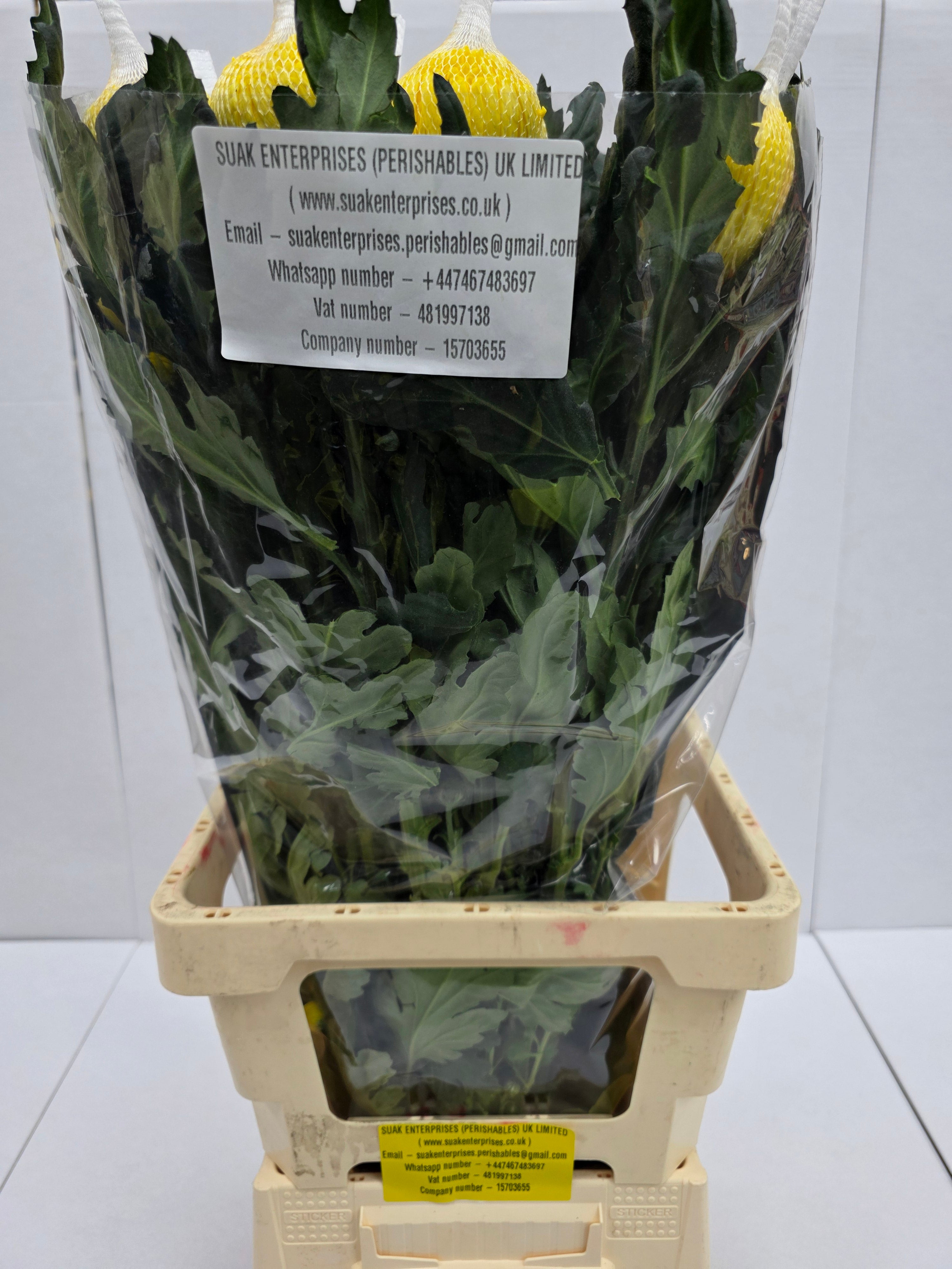 Farm Fresh Chrysanthemum G Pjotr (Bunch of 10 stems, Length 70cm)