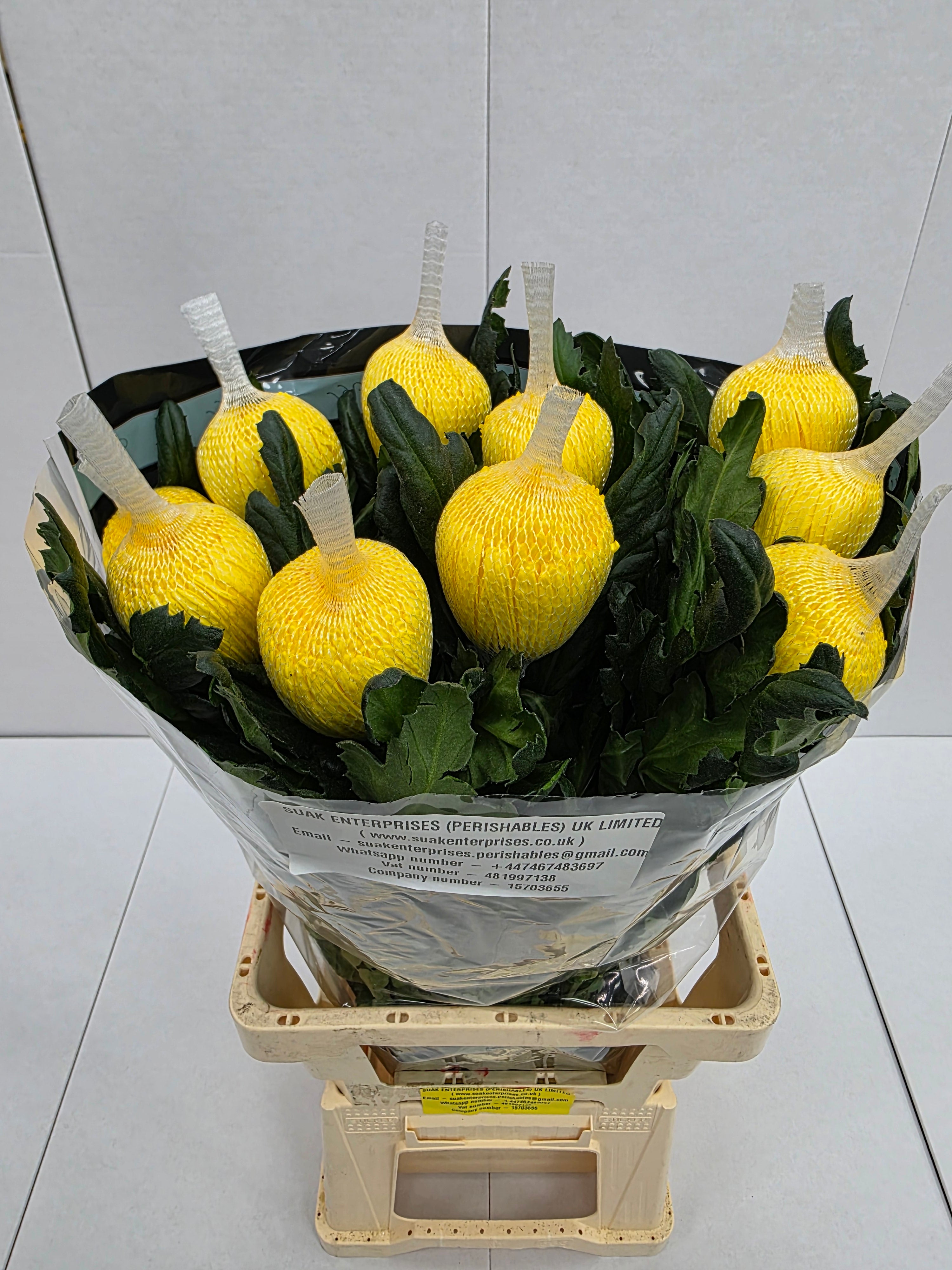 Farm Fresh Chrysanthemum G Pjotr(Bunch of 10 stems, Length 70cm)