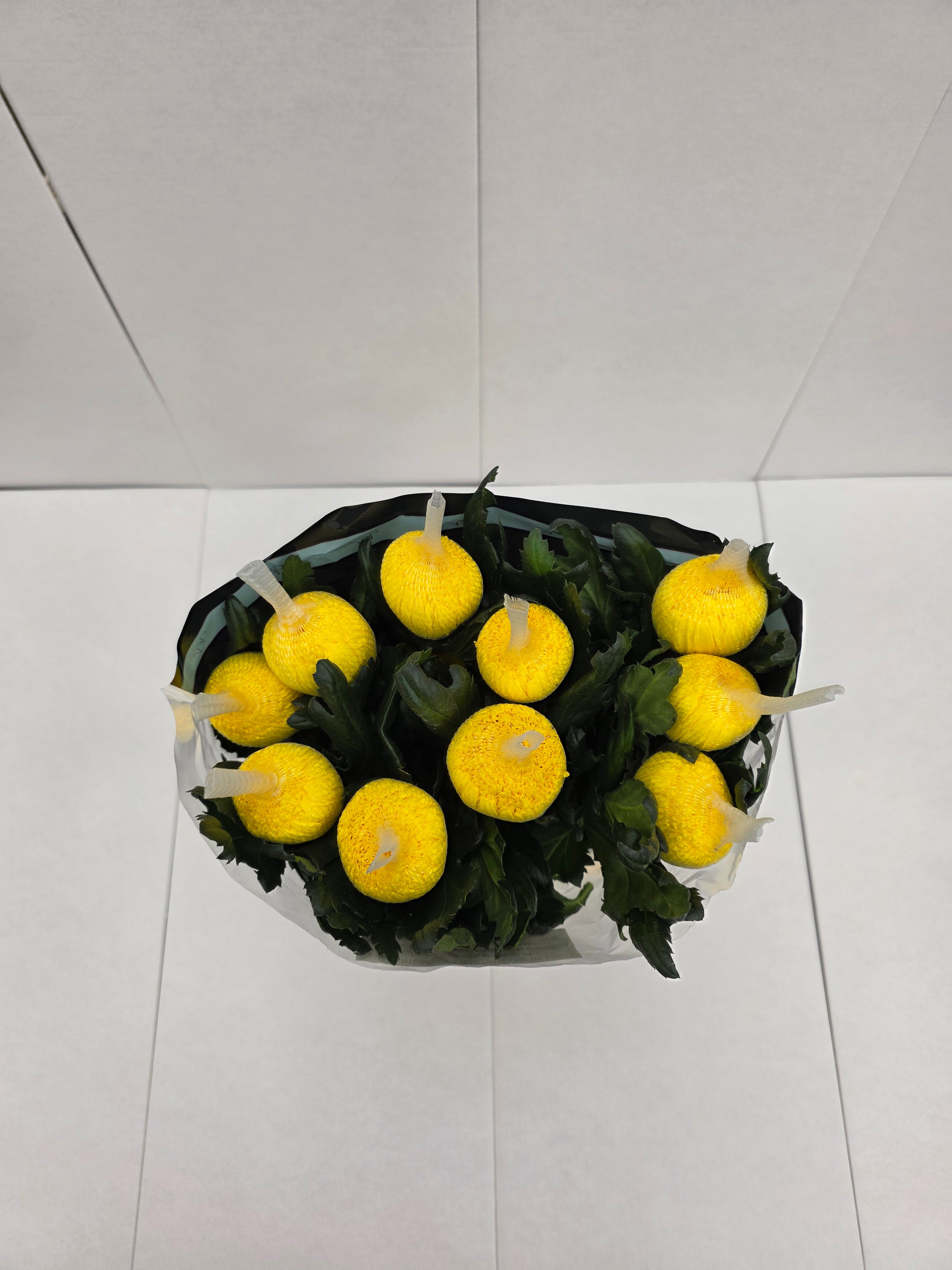 Farm Fresh Chrysanthemum G Pjotr(Bunch of 10 stems, Length 70cm)