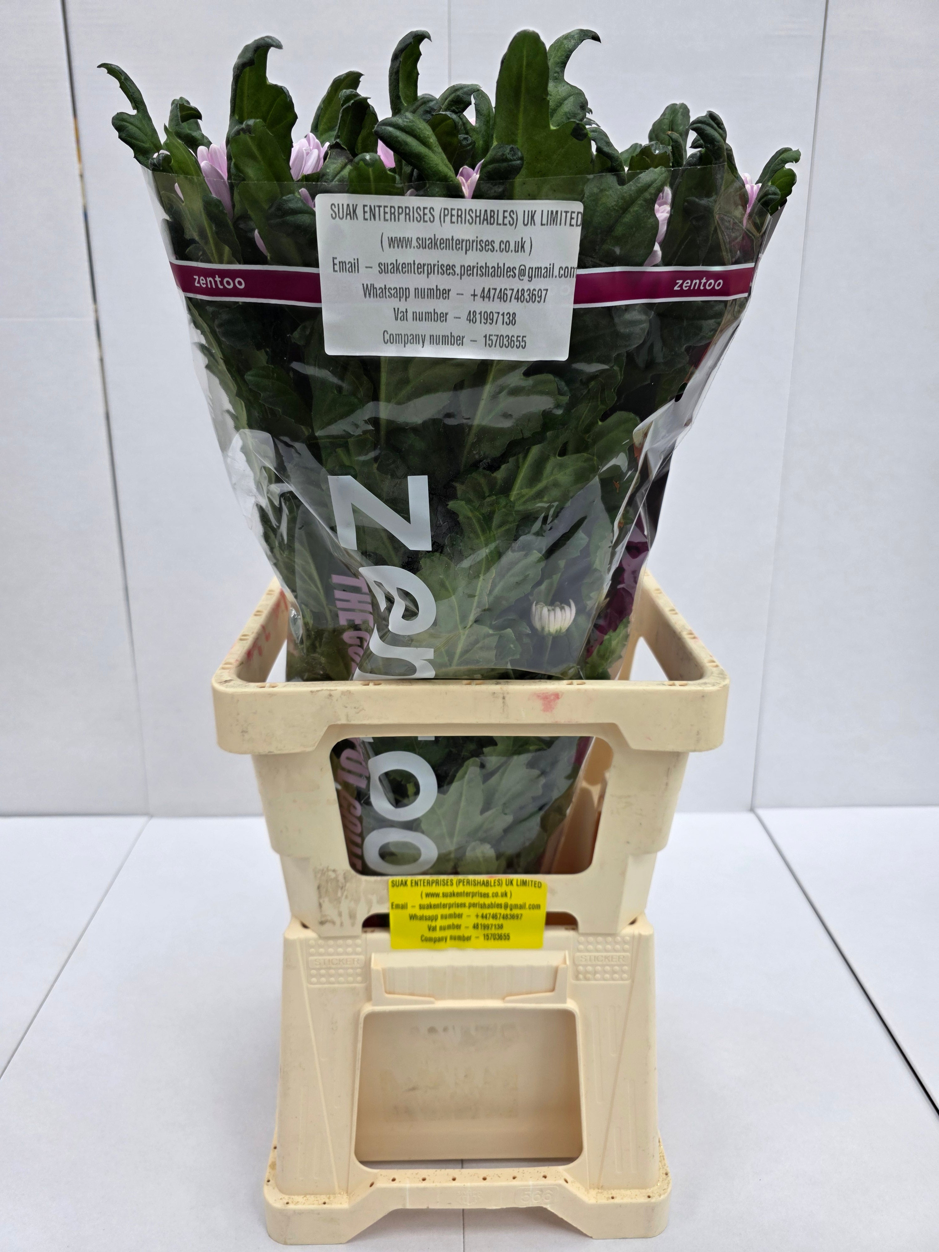 Farm Fresh  Chrysanthemum G Rossano (Bunch of 10 stems, Length 70cm)