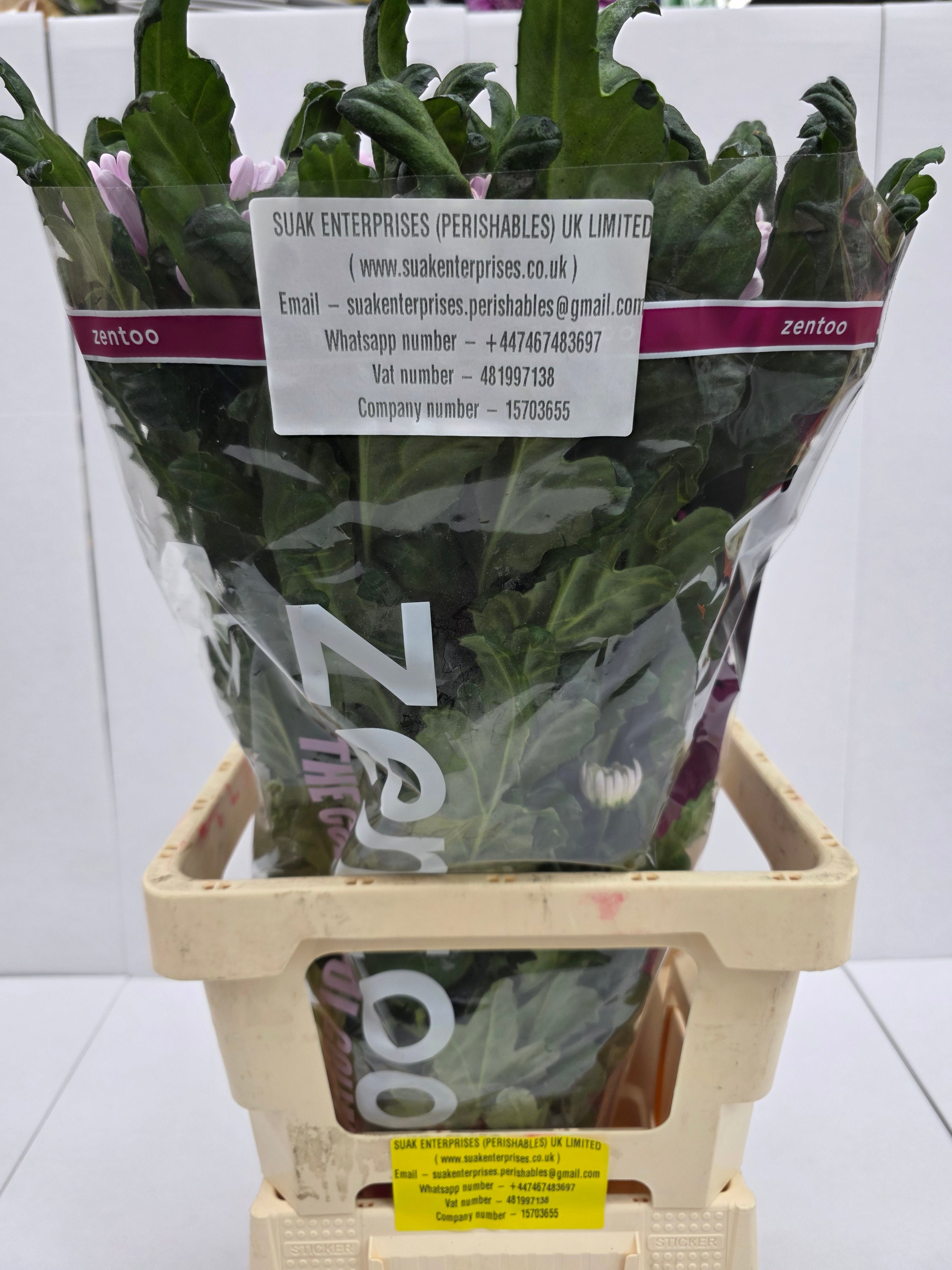 Farm Fresh  Chrysanthemum G Rossano (Bunch of 10 stems, Length 70cm)