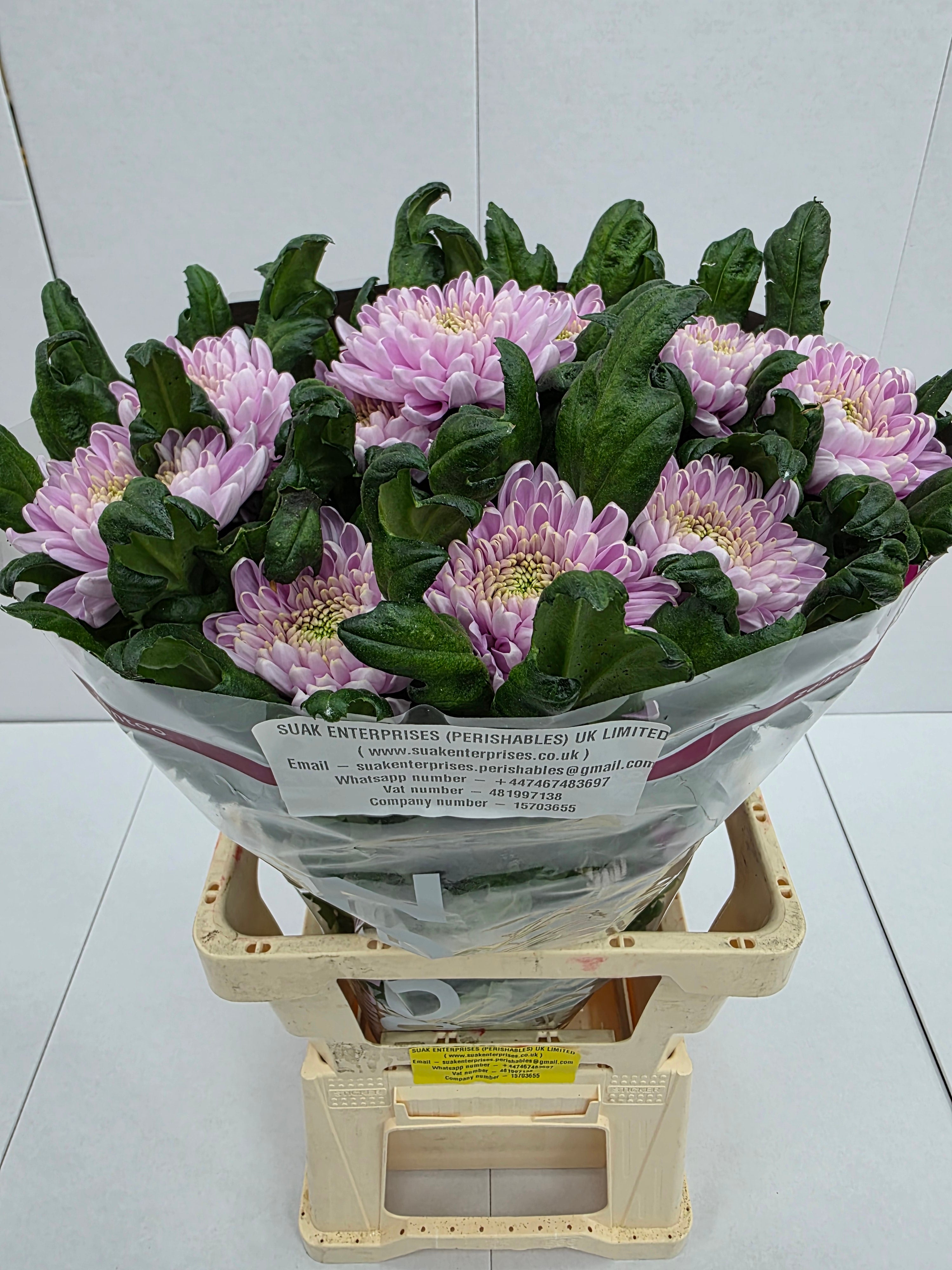 Farm Fresh  Chrysanthemum G Rossano (Bunch of 10 stems, Length 70cm)