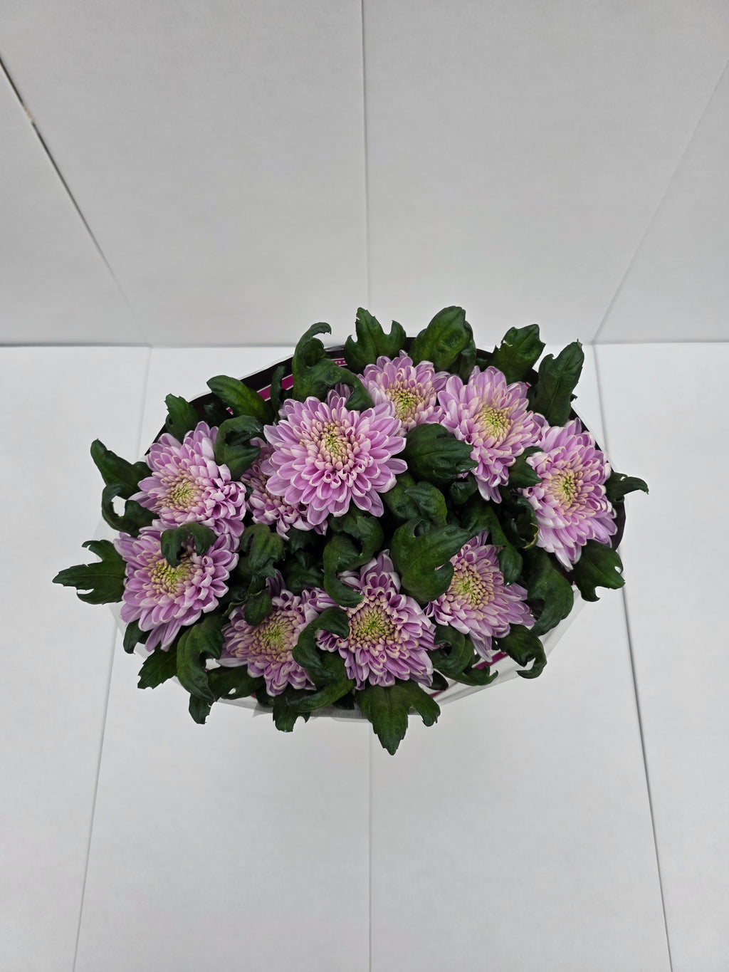 Farm Fresh  Chrysanthemum G Rossano (Bunch of 10 stems, Length 70cm)