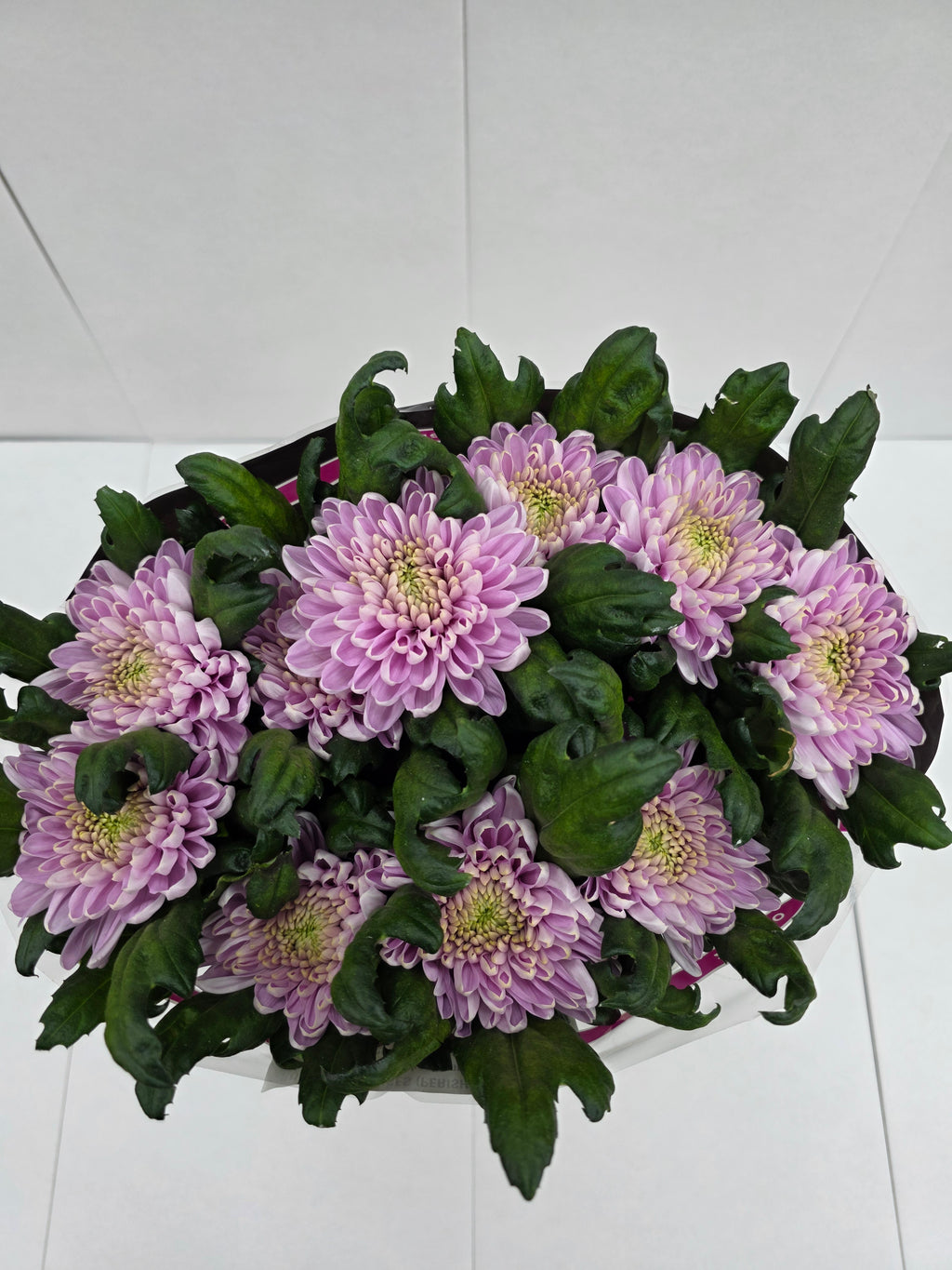 Farm Fresh  Chrysanthemum G Rossano (Bunch of 10 stems, Length 70cm)