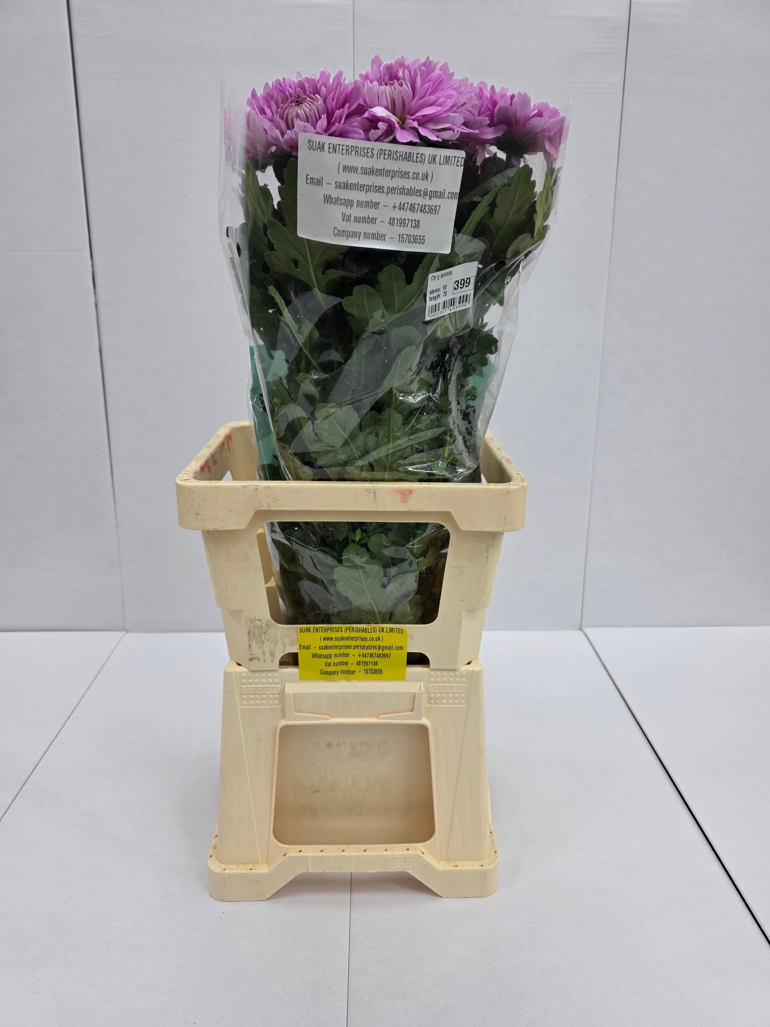 Farm Fresh Chrysanthemum G Kalimba (Bunch of 10 stems,Length 70cm)