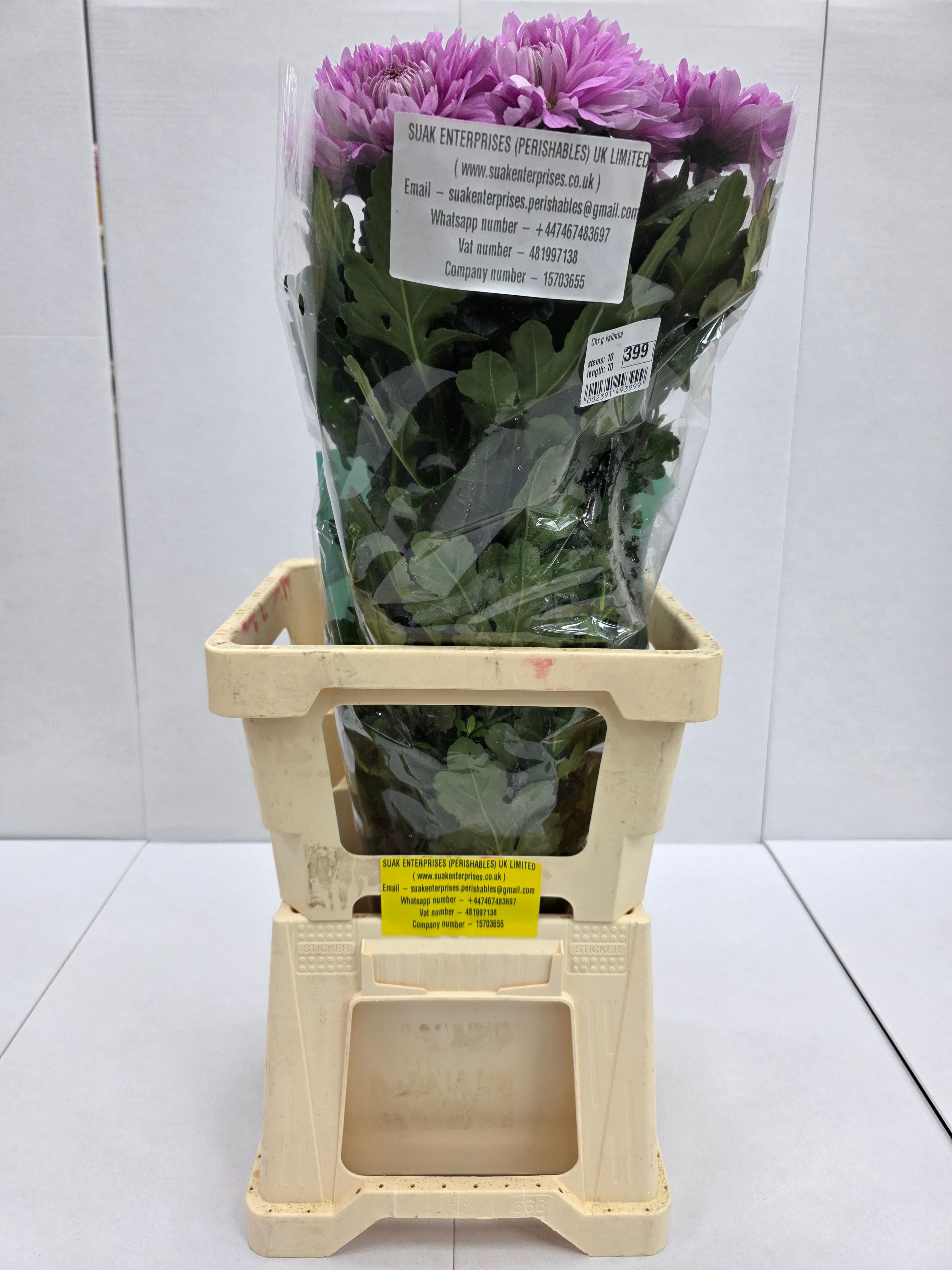 Farm Fresh Chrysanthemum G Kalimba (Bunch of 10 stems,Length 70cm)