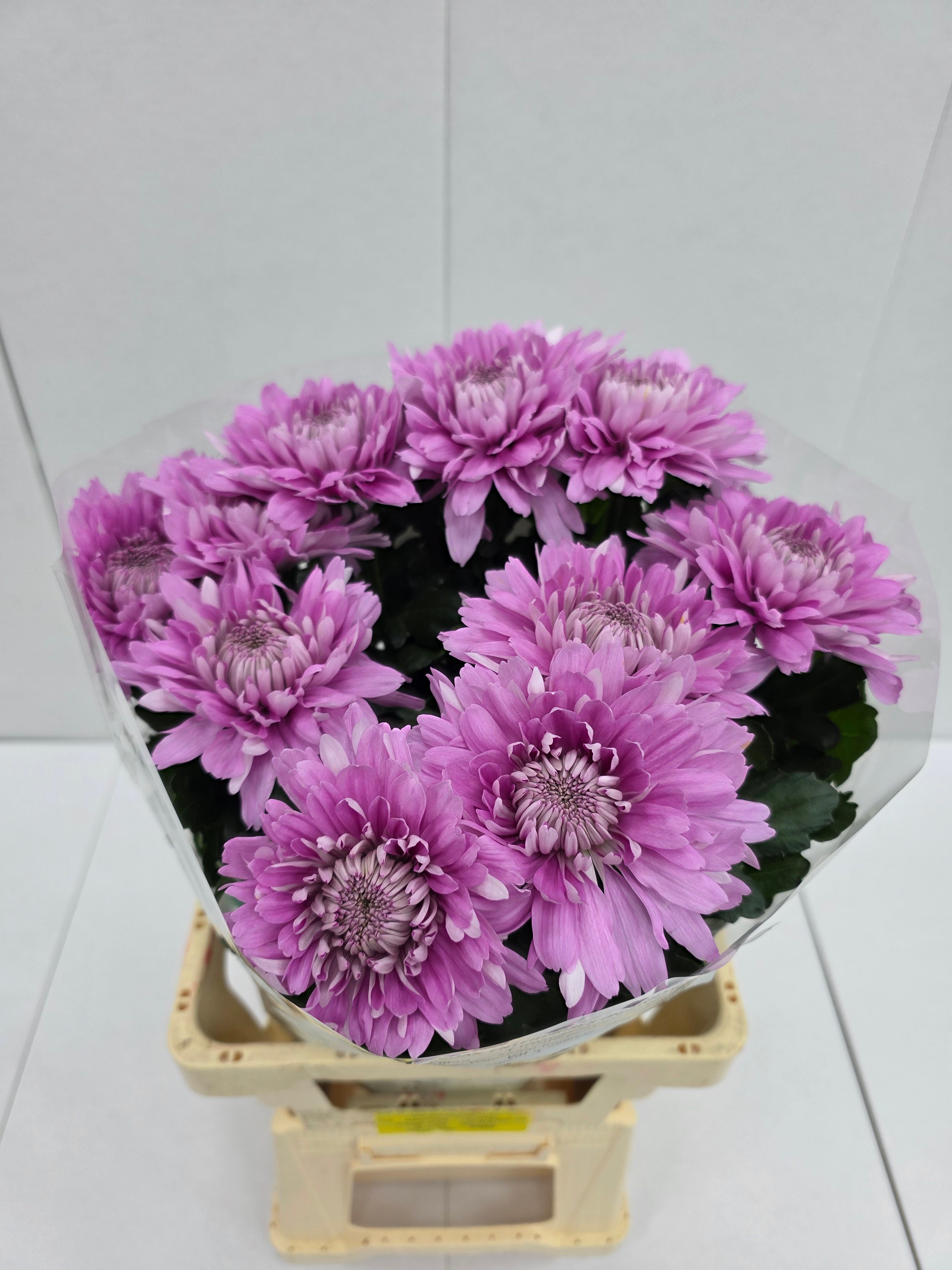 Farm Fresh Chrysanthemum G Kalimba (Bunch of 10 stems,Length 70cm)