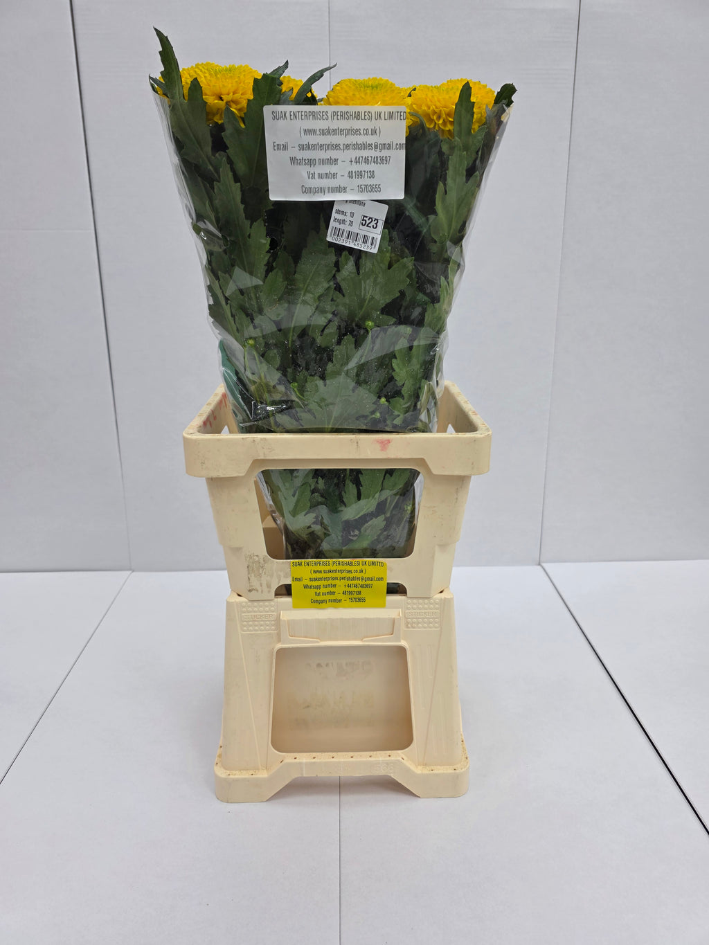 Farm Fresh Chrysanthemum G Brasiliana(Bunch of 10 stems, Length 70cm)