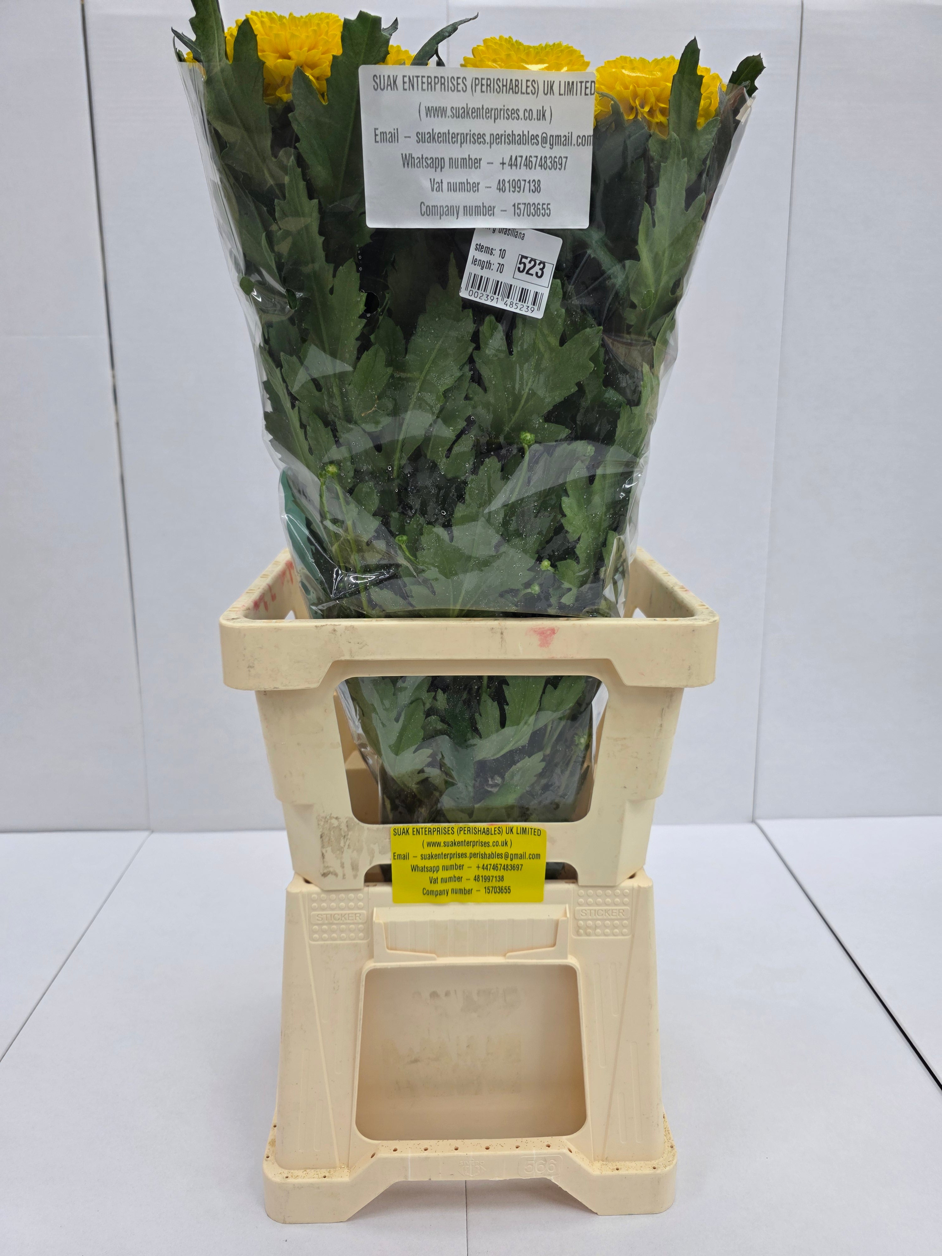 Farm Fresh Chrysanthemum G Brasiliana(Bunch of 10 stems, Length 70cm)