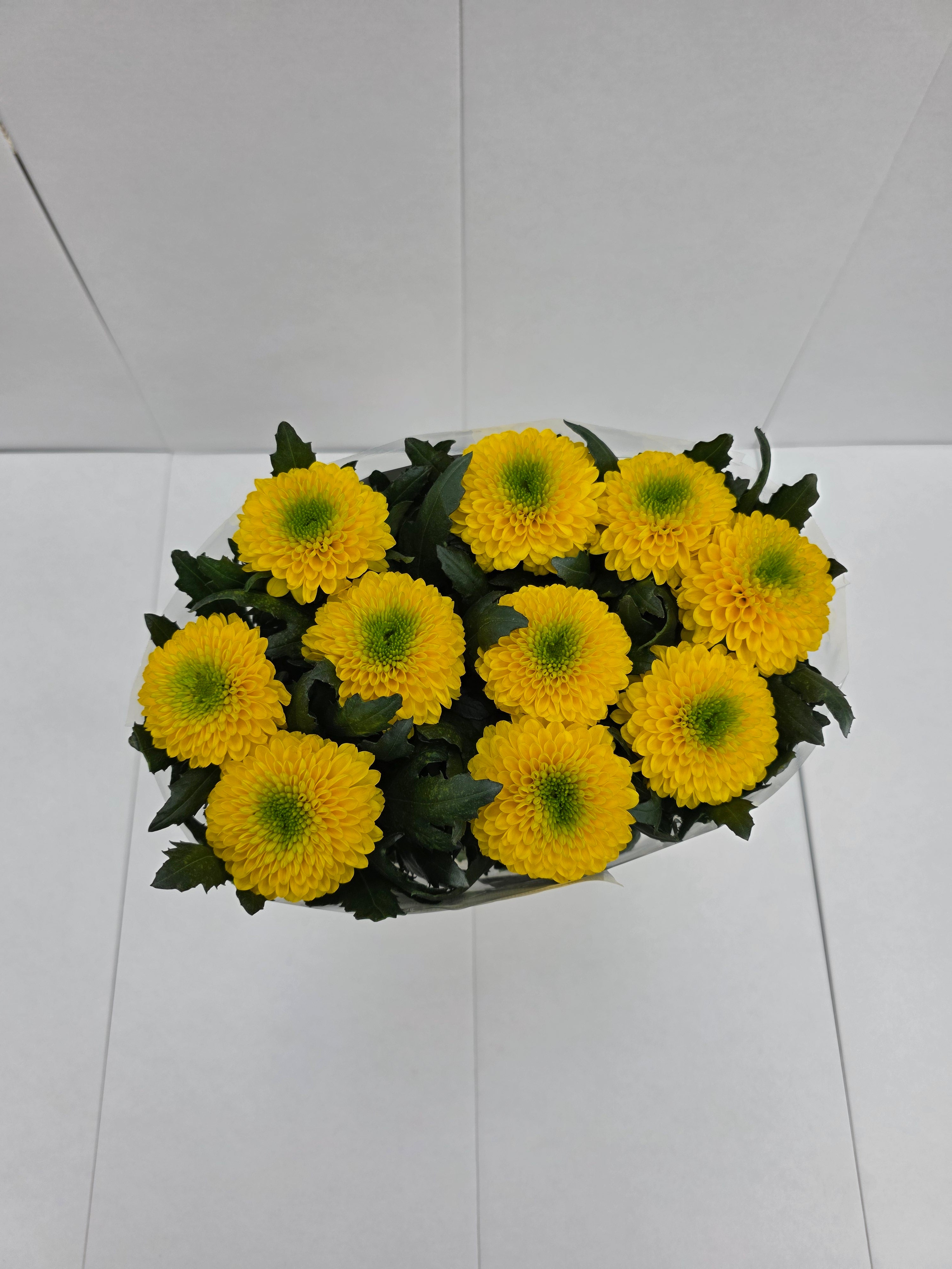 Farm Fresh Chrysanthemum G Brasiliana(Bunch of 10 stems, Length 70cm)