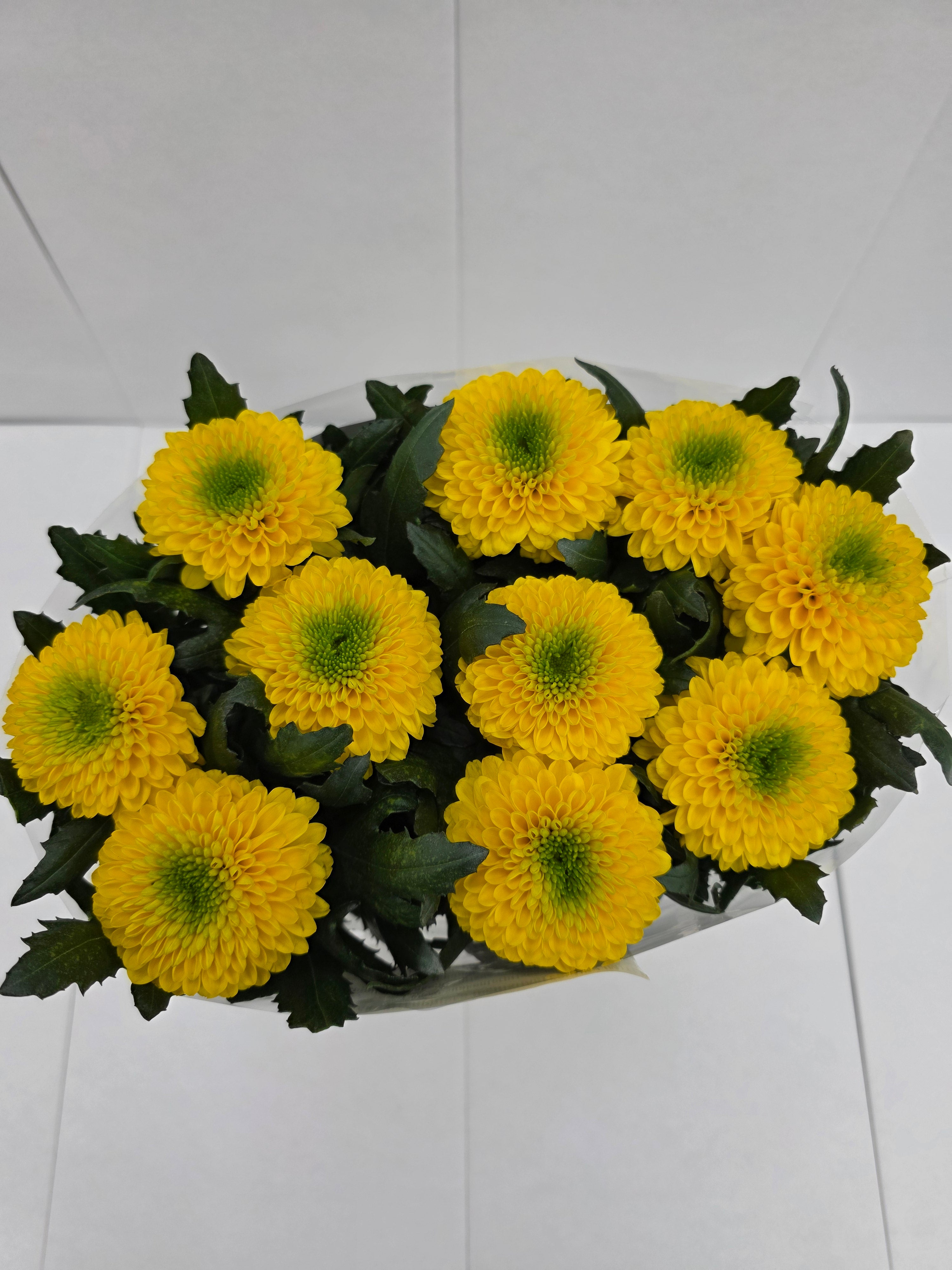 Farm Fresh Chrysanthemum G Brasiliana(Bunch of 10 stems, Length 70cm)