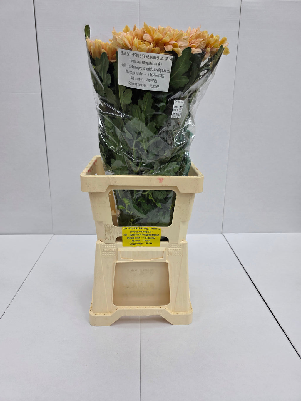 Farm Fresh Chrysanthemum G Kalimba Salmon ( Bunch of 10 stems, Length 70cm)