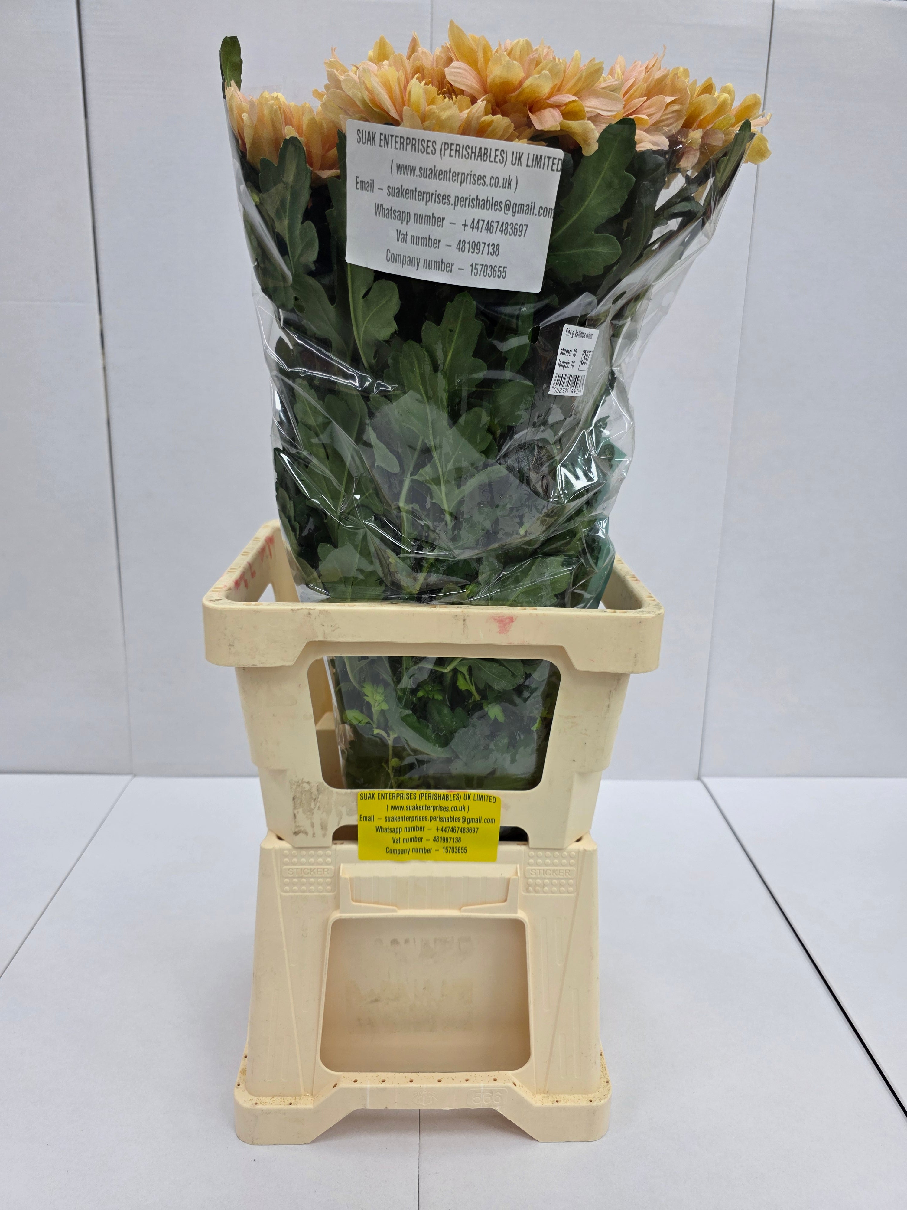 Farm Fresh Chrysanthemum G Kalimba Salmon ( Bunch of 10 stems, Length 70cm)