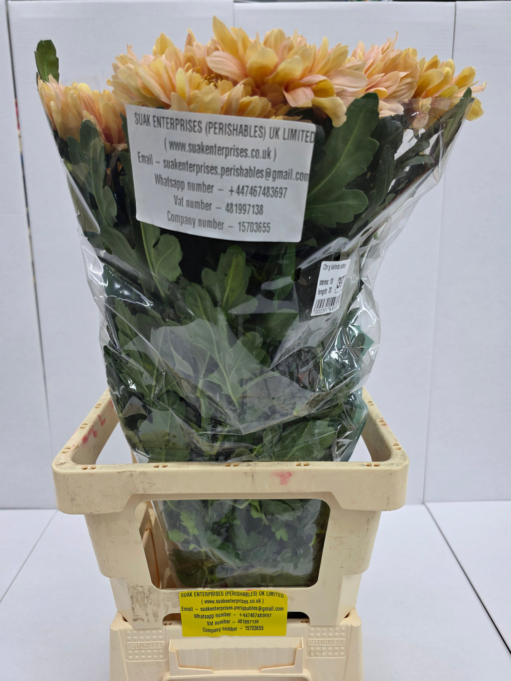 Farm Fresh Chrysanthemum G Kalimba Salmon ( Bunch of 10 stems, Length 70cm)