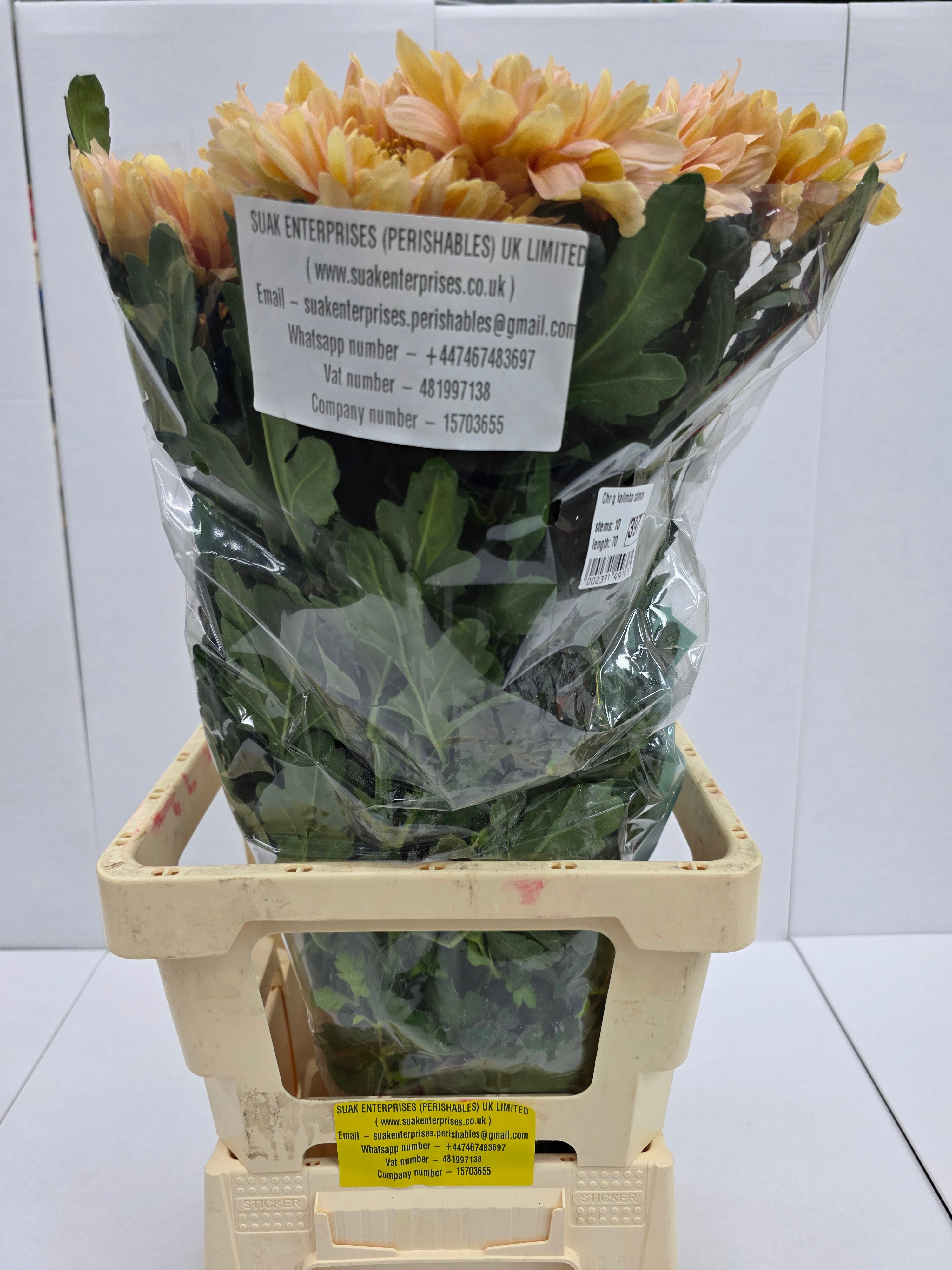 Farm Fresh Chrysanthemum G Kalimba Salmon ( Bunch of 10 stems, Length 70cm)