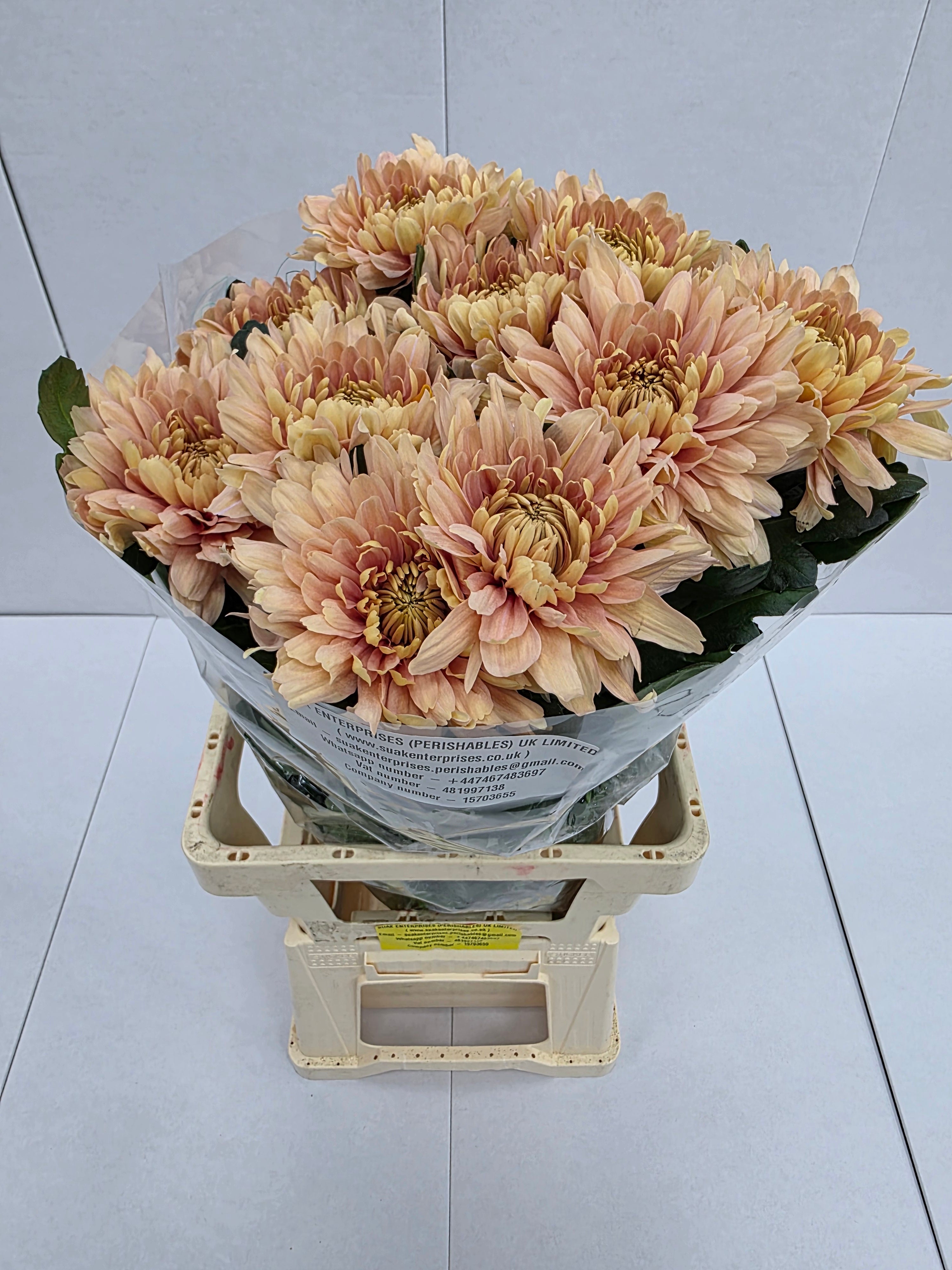 Farm Fresh Chrysanthemum G Kalimba Salmon ( Bunch of 10 stems, Length 70cm)