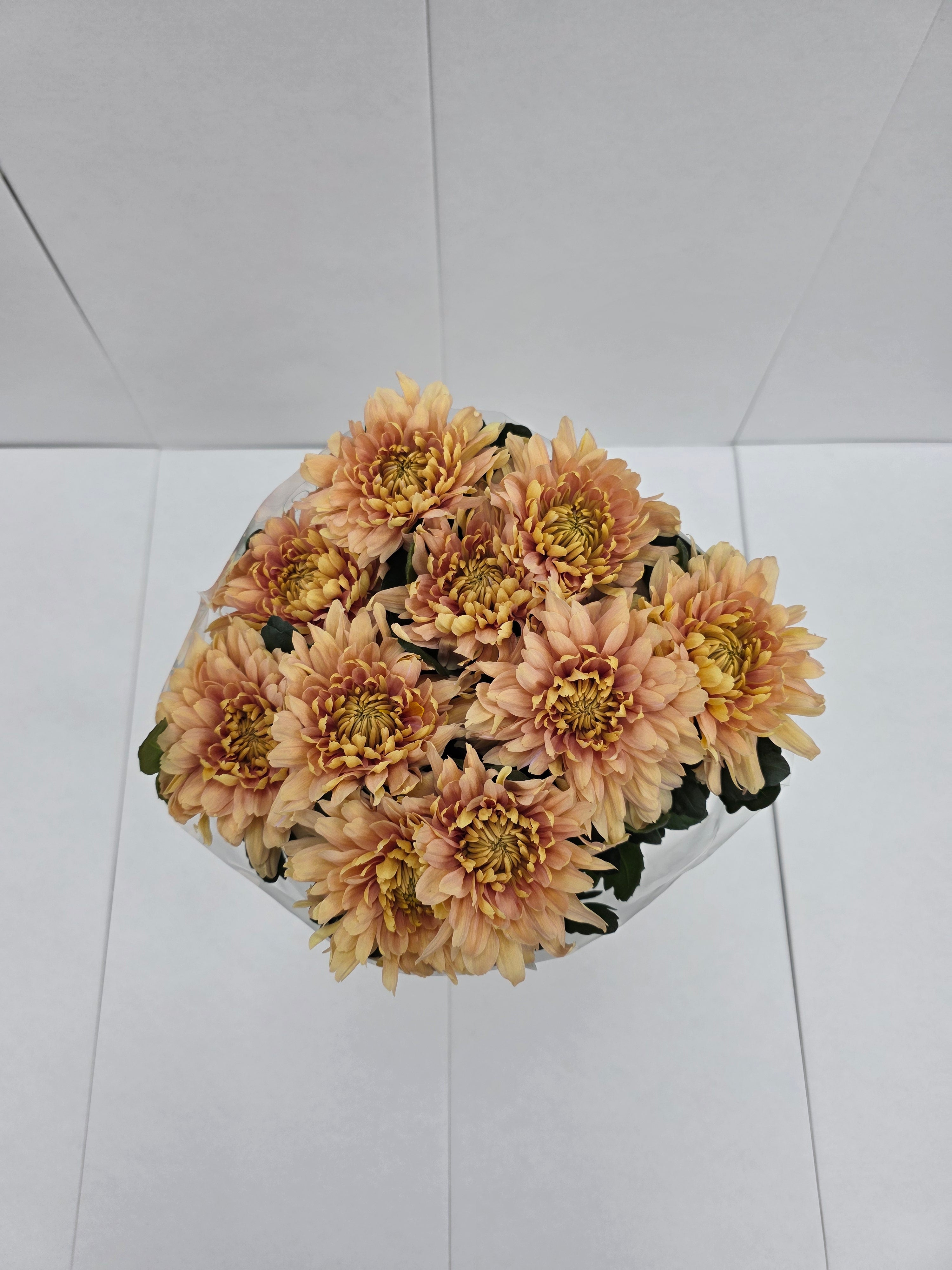 Farm Fresh Chrysanthemum G Kalimba Salmon ( Bunch of 10 stems, Length 70cm)