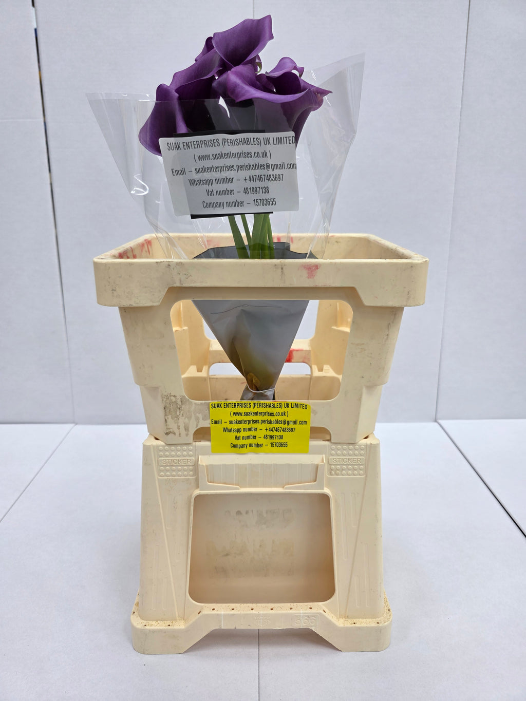Farm Fresh Calla/Zantedeschia Durban(Bunch of 10stems, length 65cm)