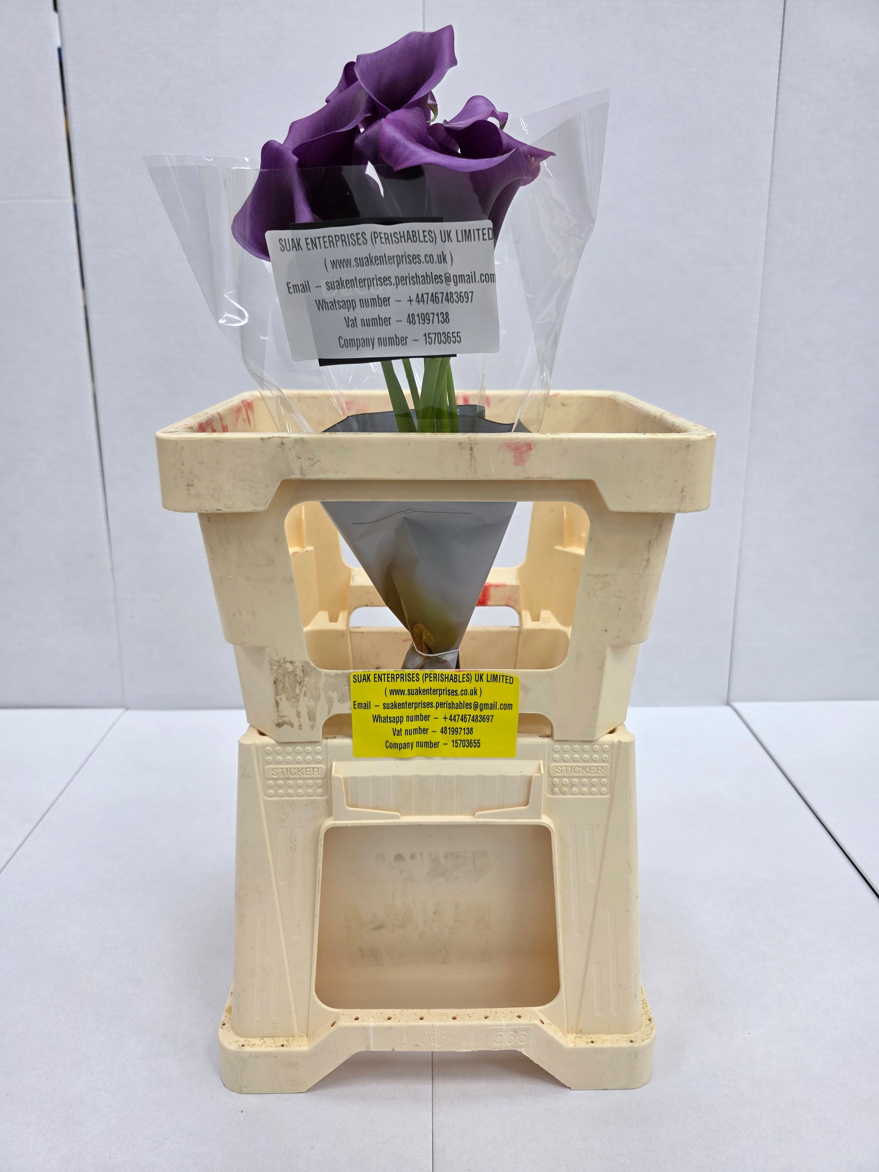 Farm Fresh Calla/Zantedeschia Durban(Bunch of 10stems, length 65cm)