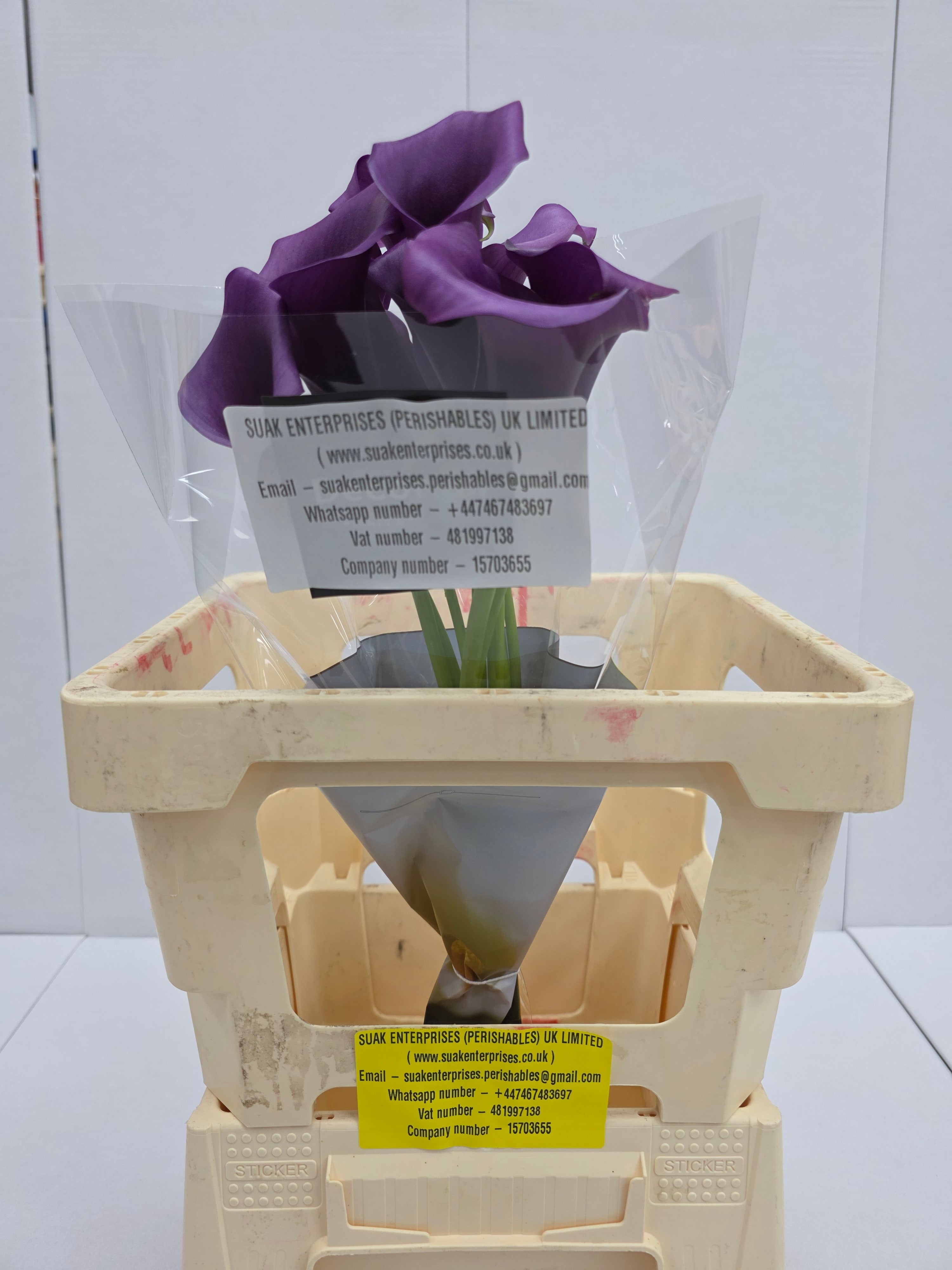 Farm Fresh Calla/Zantedeschia Durban(Bunch of 10stems, length 65cm)