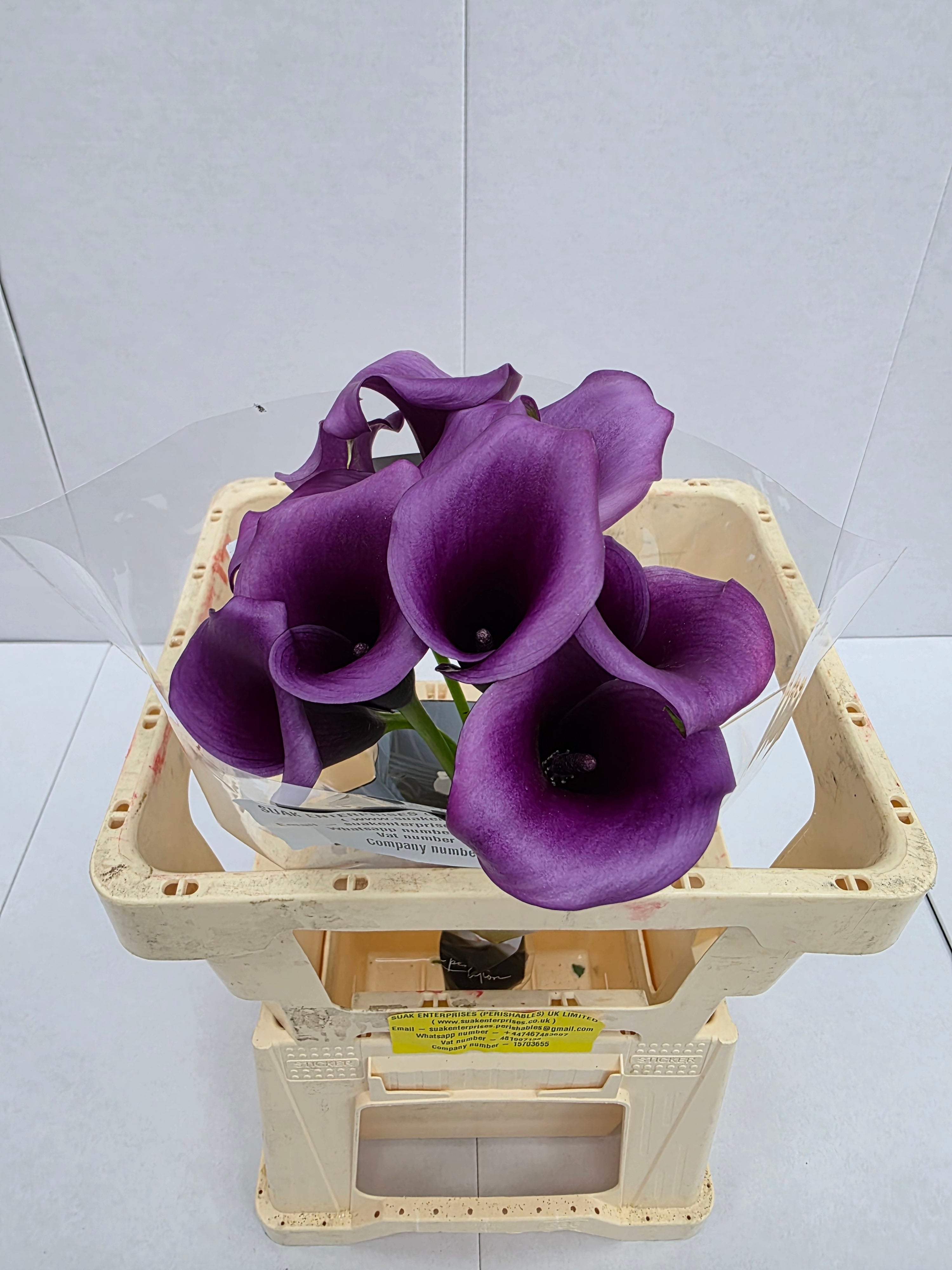 Farm Fresh Calla/Zantedeschia Durban(Bunch of 10stems, length 65cm)