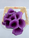 Farm Fresh Calla/Zantedeschia Durban(Bunch of 10stems, length 65cm)