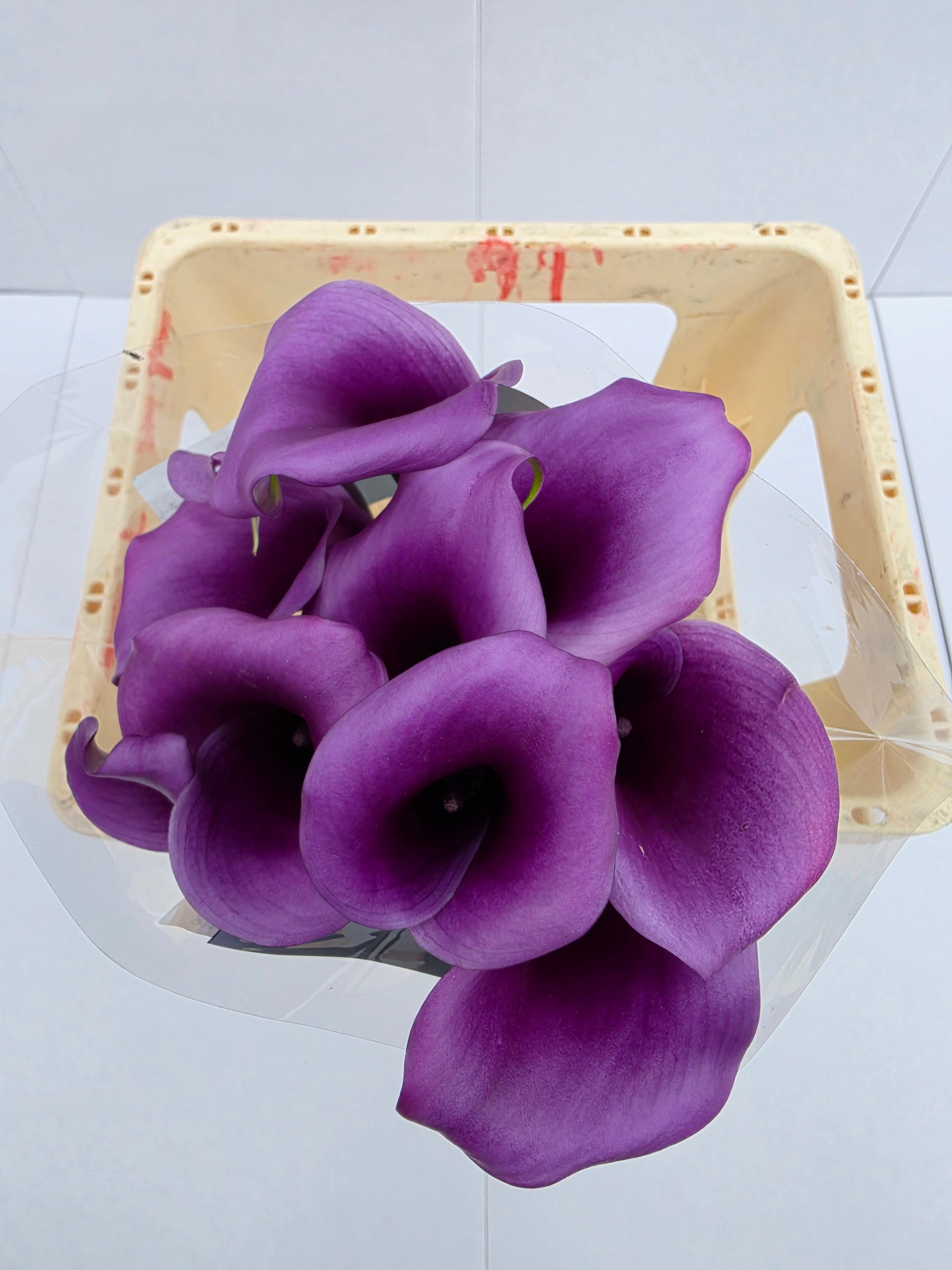 Farm Fresh Calla/Zantedeschia Durban(Bunch of 10stems, length 65cm)